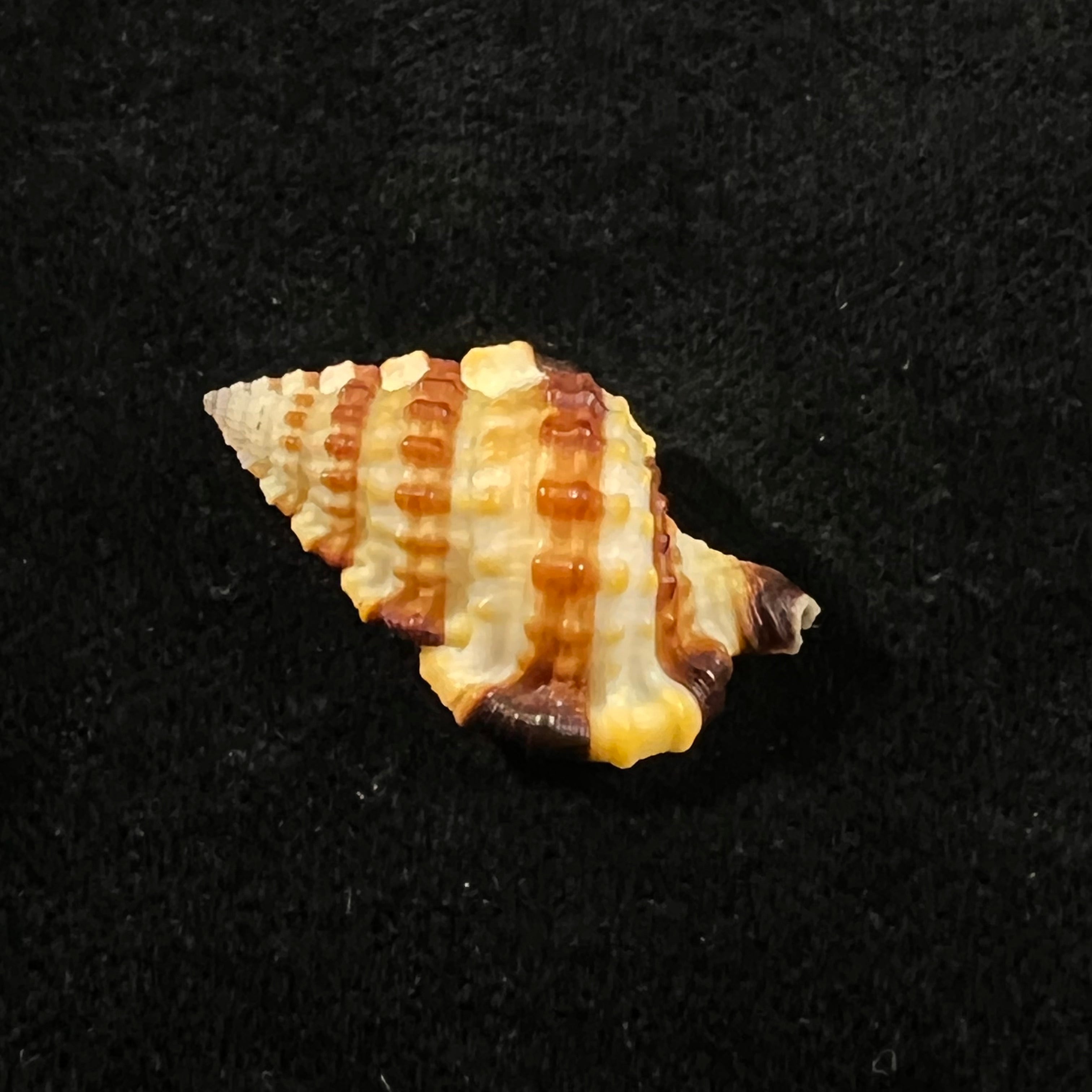 Gyrineum gyrinum (Linnaeus, 1758) - 27,7mm