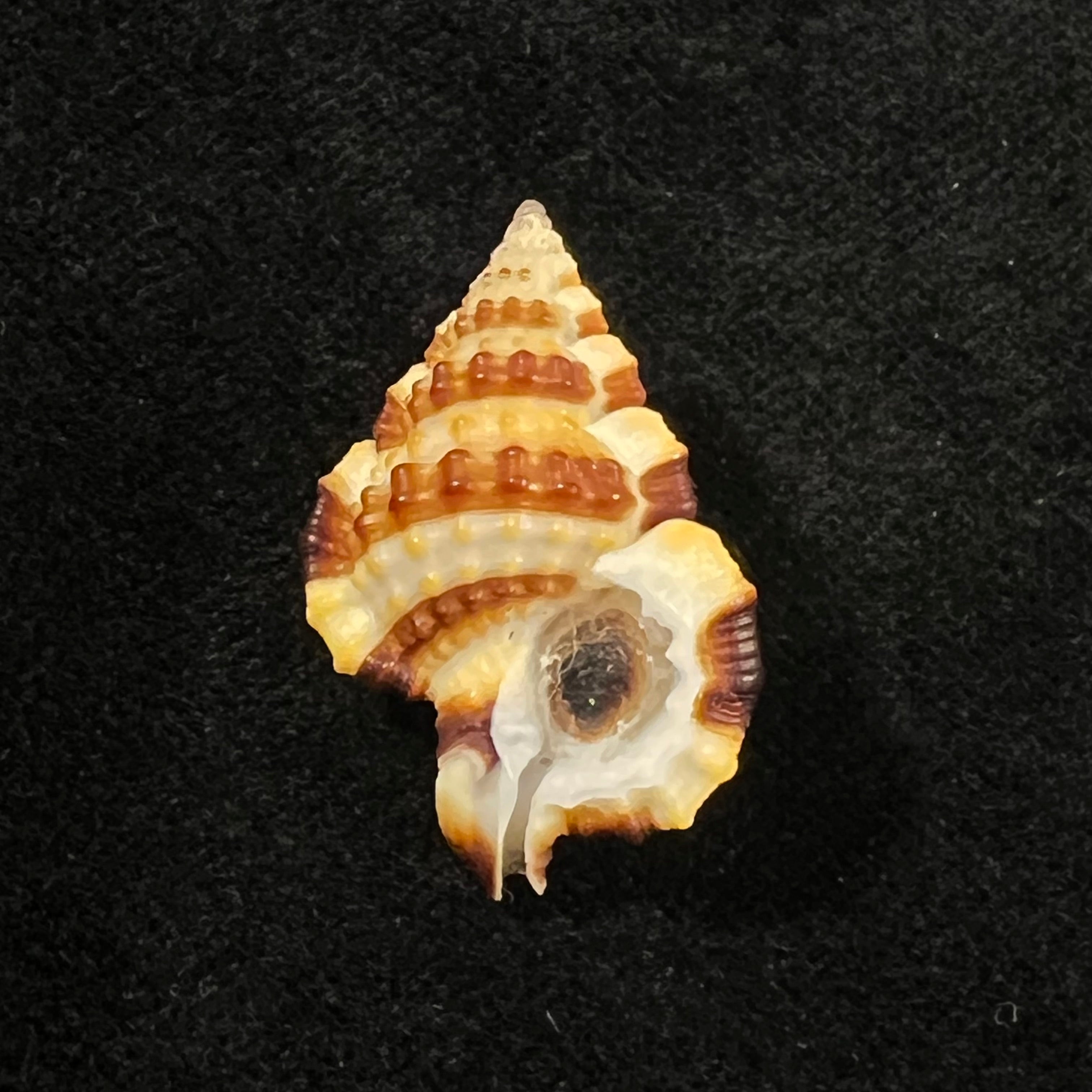 Gyrineum gyrinum (Linnaeus, 1758) - 27,7mm