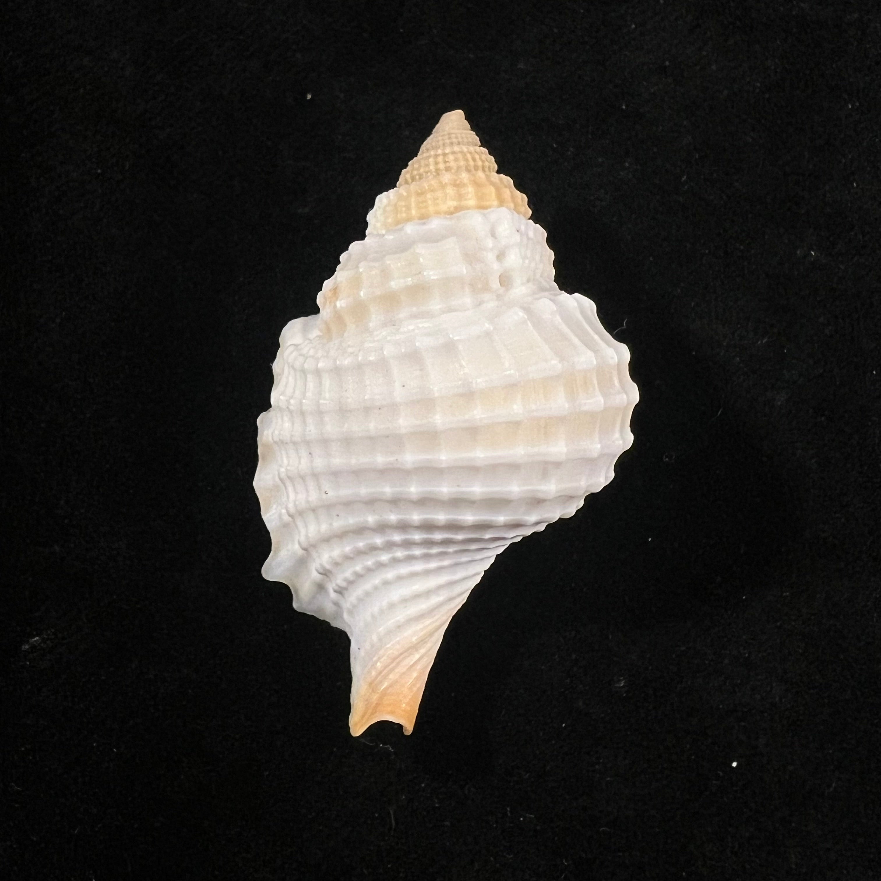 Distorsio robinsoni Petuch, 1987 - 44,7mm