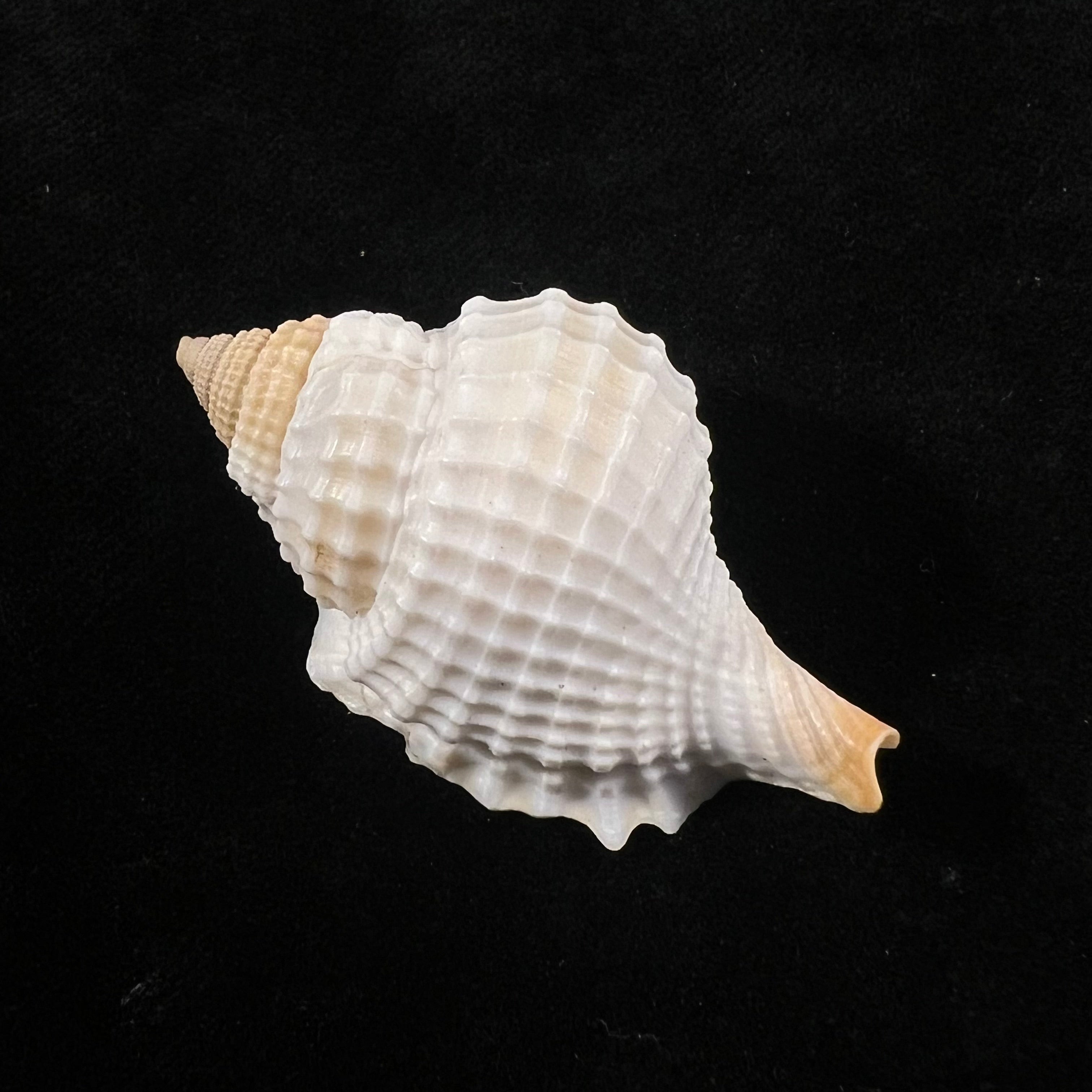 Distorsio robinsoni Petuch, 1987 - 44,7mm