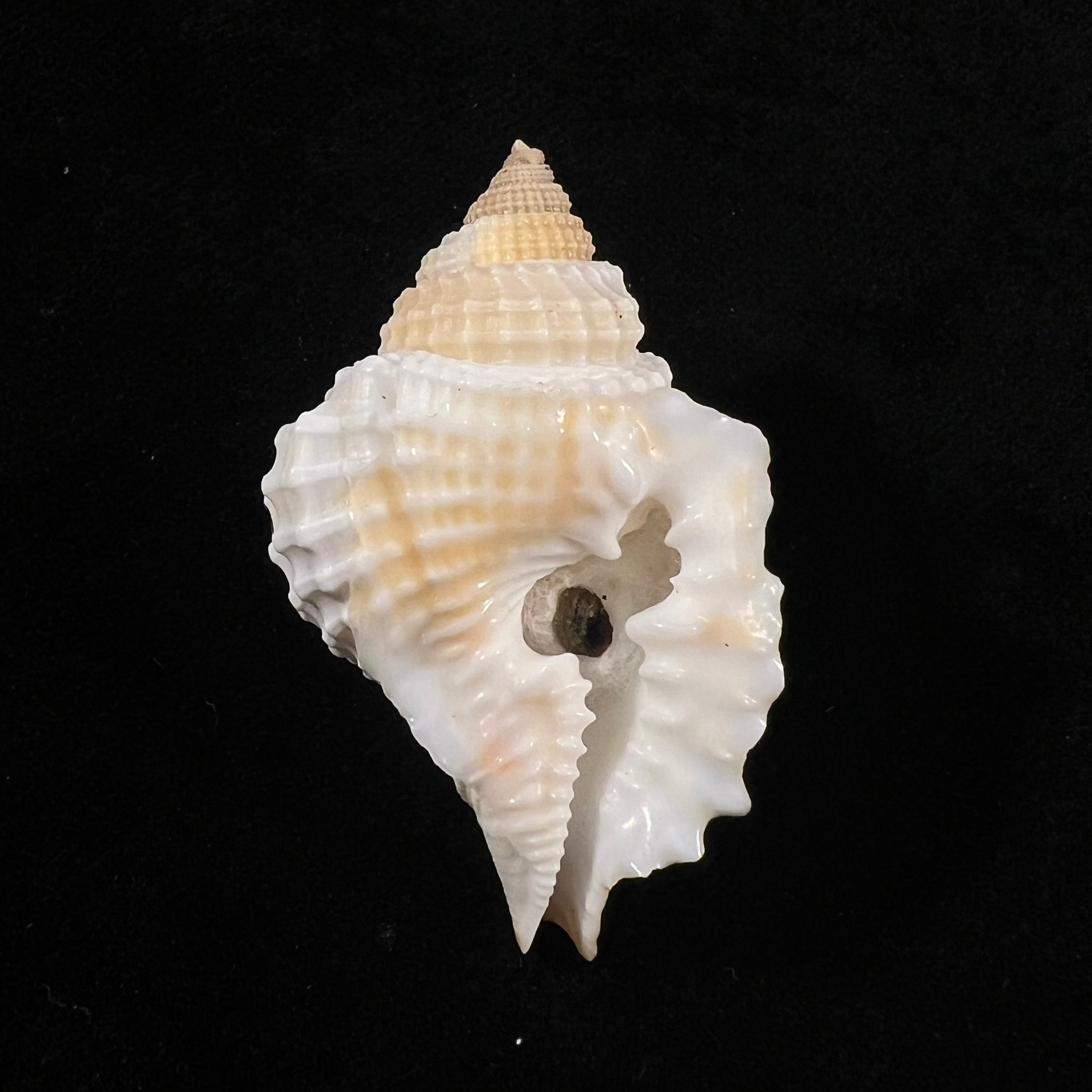Distorsio robinsoni Petuch, 1987 - 44,7mm