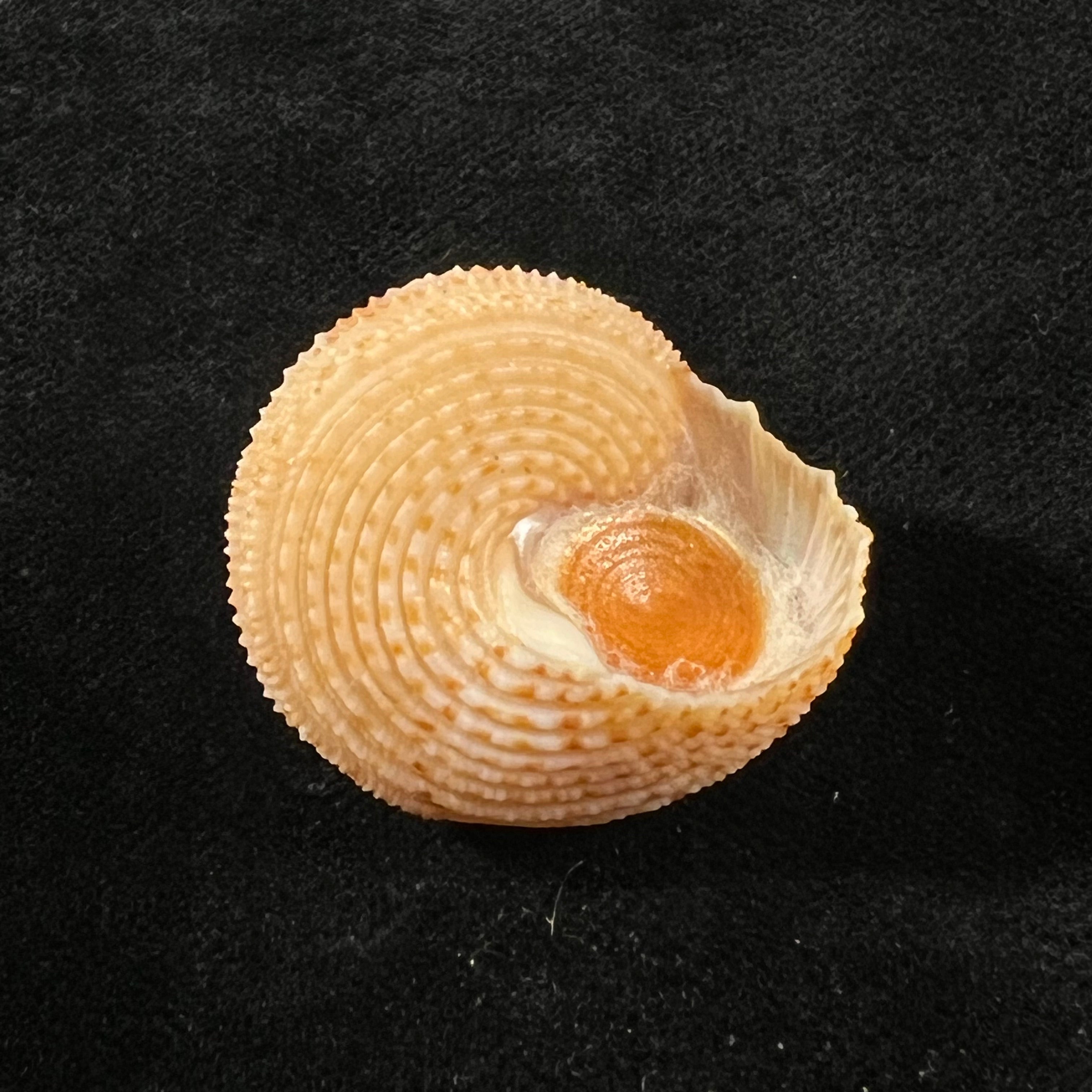 Neocalliostoma militare (Ihering, 1907) - 34,8mm