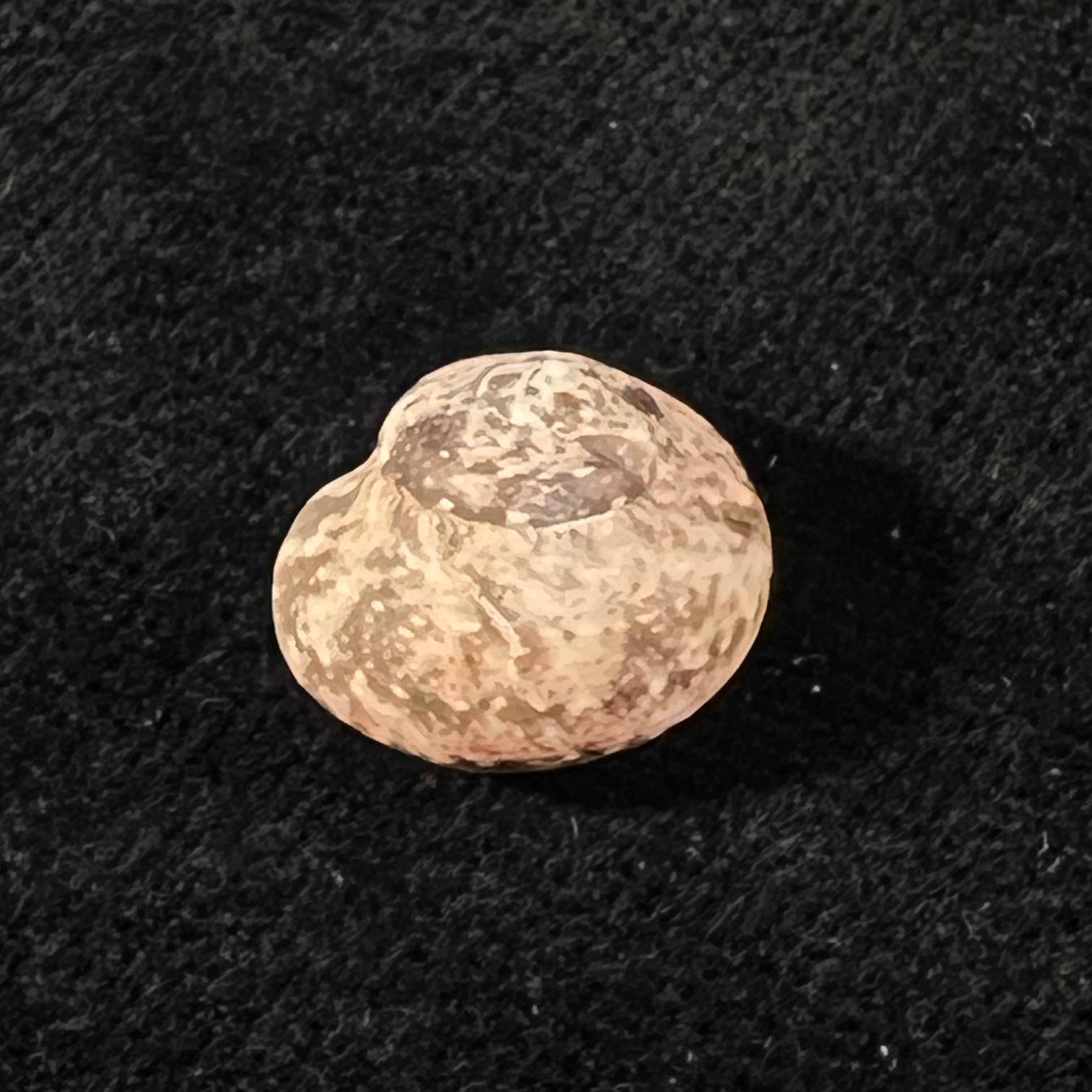 Agathistoma fasciatum (Born, 1778) - 14,9mm