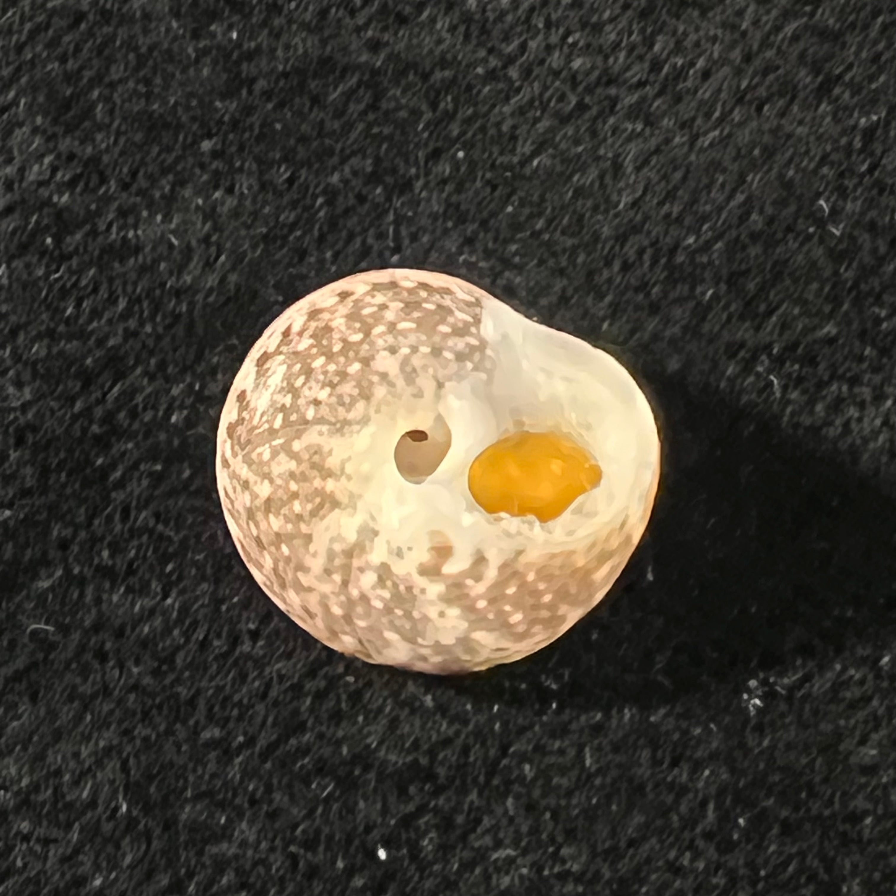 Agathistoma fasciatum (Born, 1778) - 14,9mm