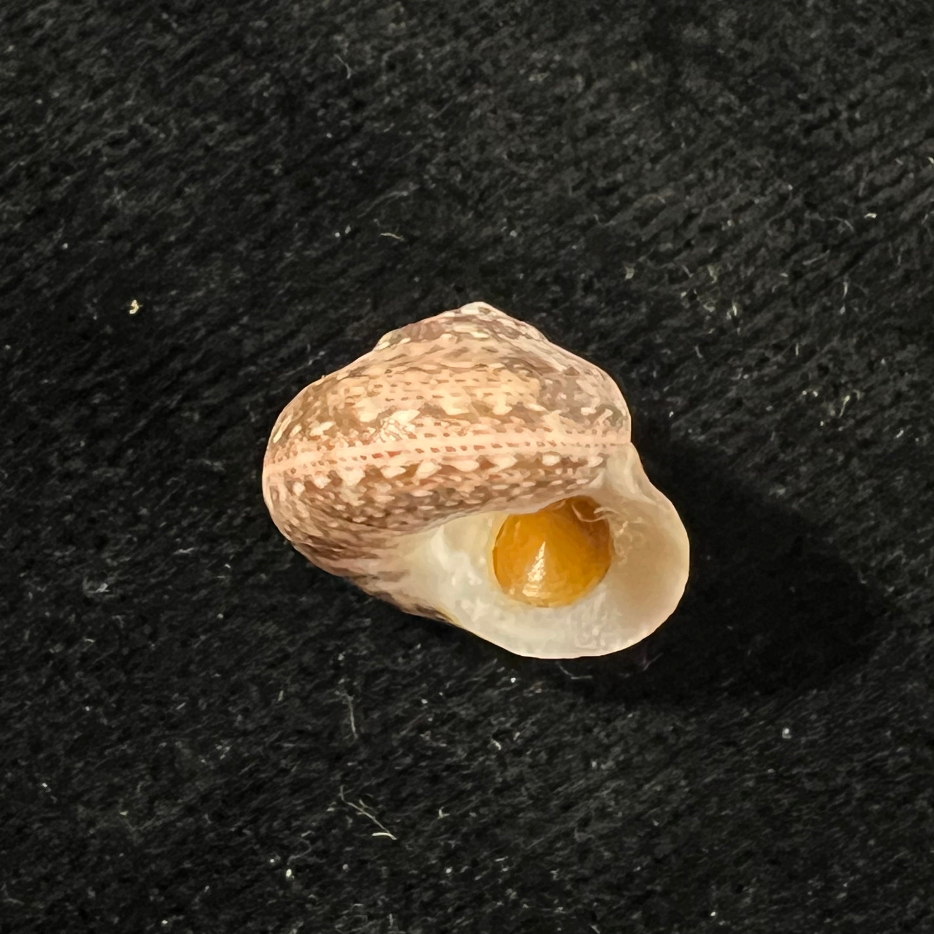 Agathistoma fasciatum (Born, 1778) - 14,9mm