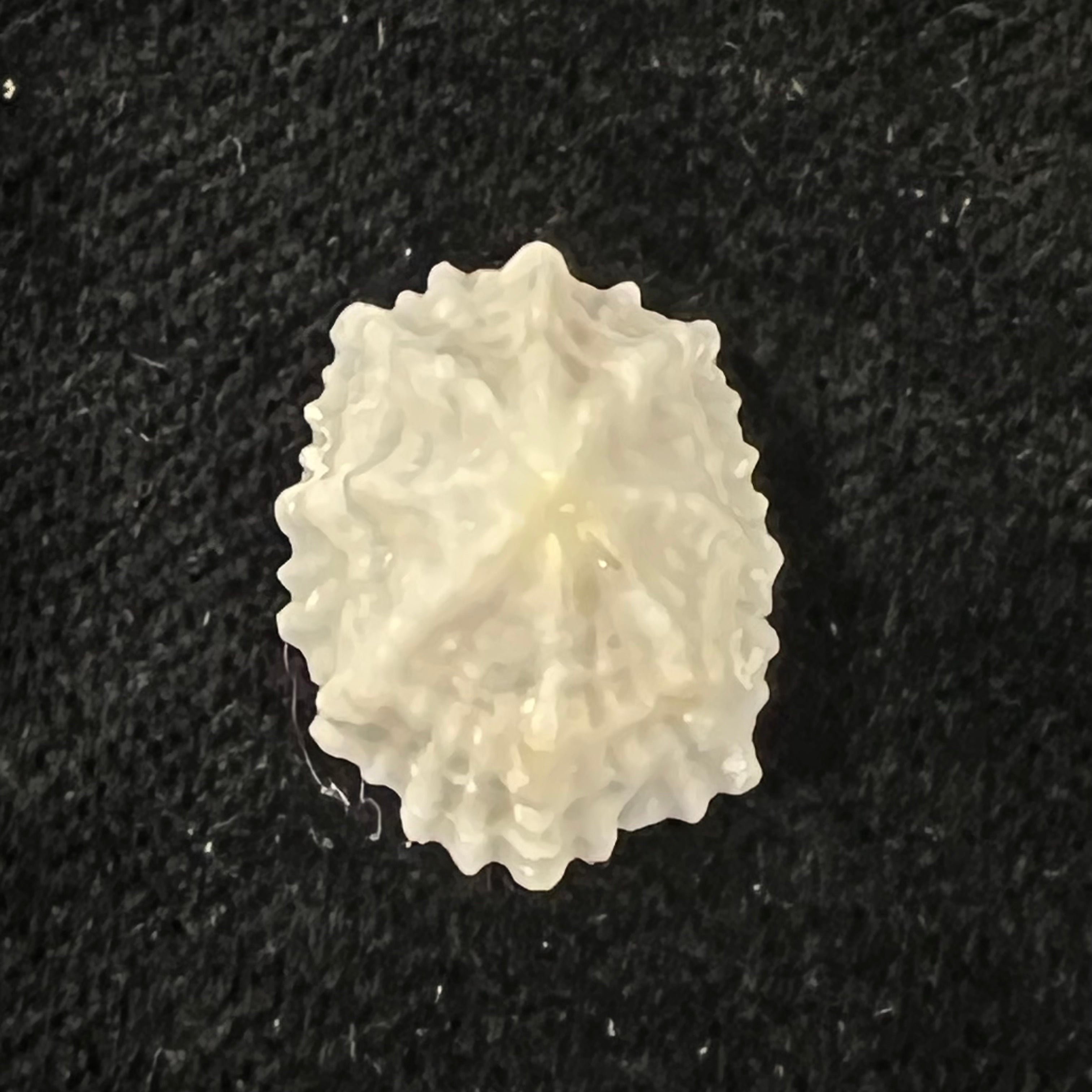 Hemitoma octoradiata (Gmelin, 1795) - 17,6mm