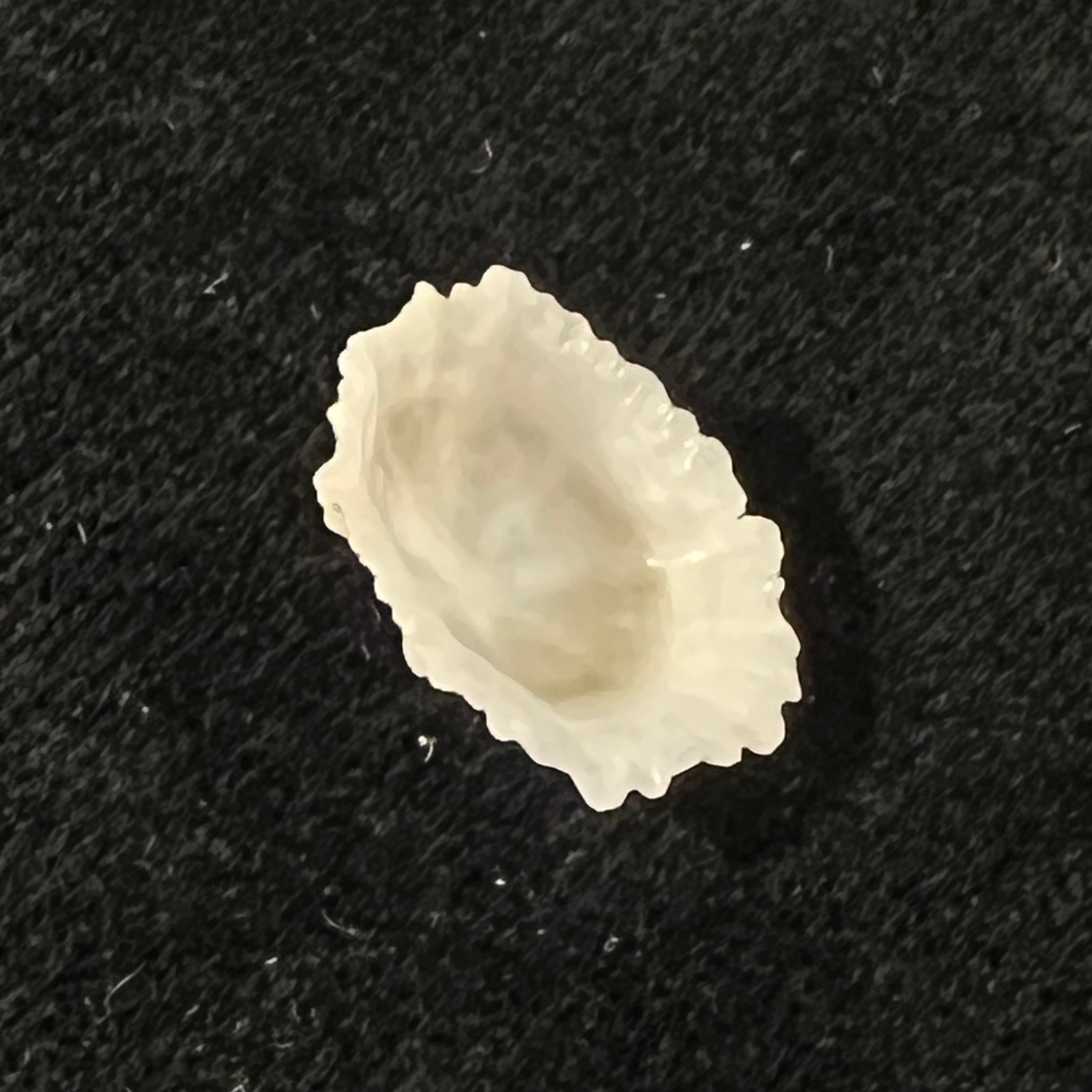 Hemitoma octoradiata (Gmelin, 1795) - 17,6mm