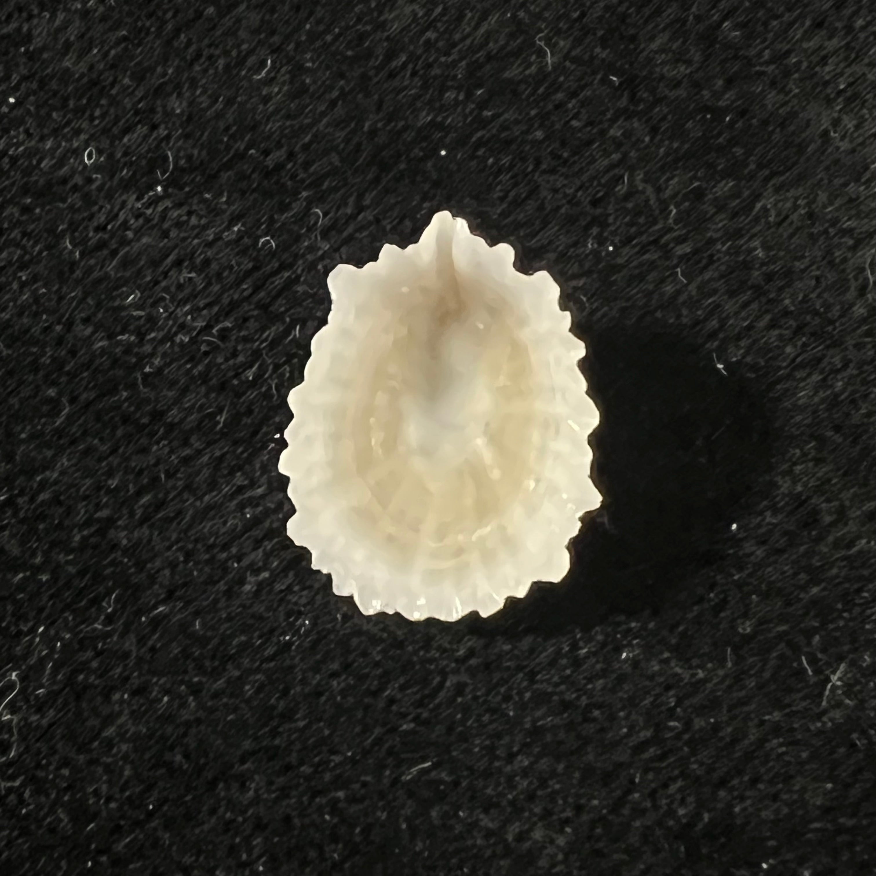 Hemitoma octoradiata (Gmelin, 1795) - 17,4mm