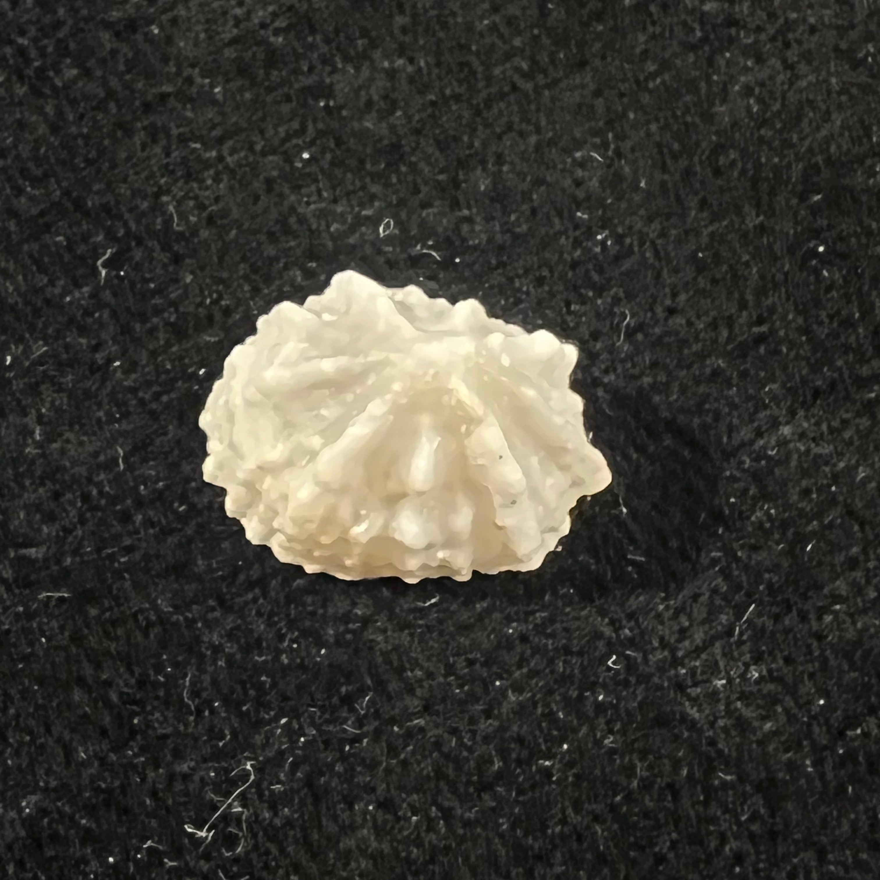 Hemitoma octoradiata (Gmelin, 1795) - 17,7mm