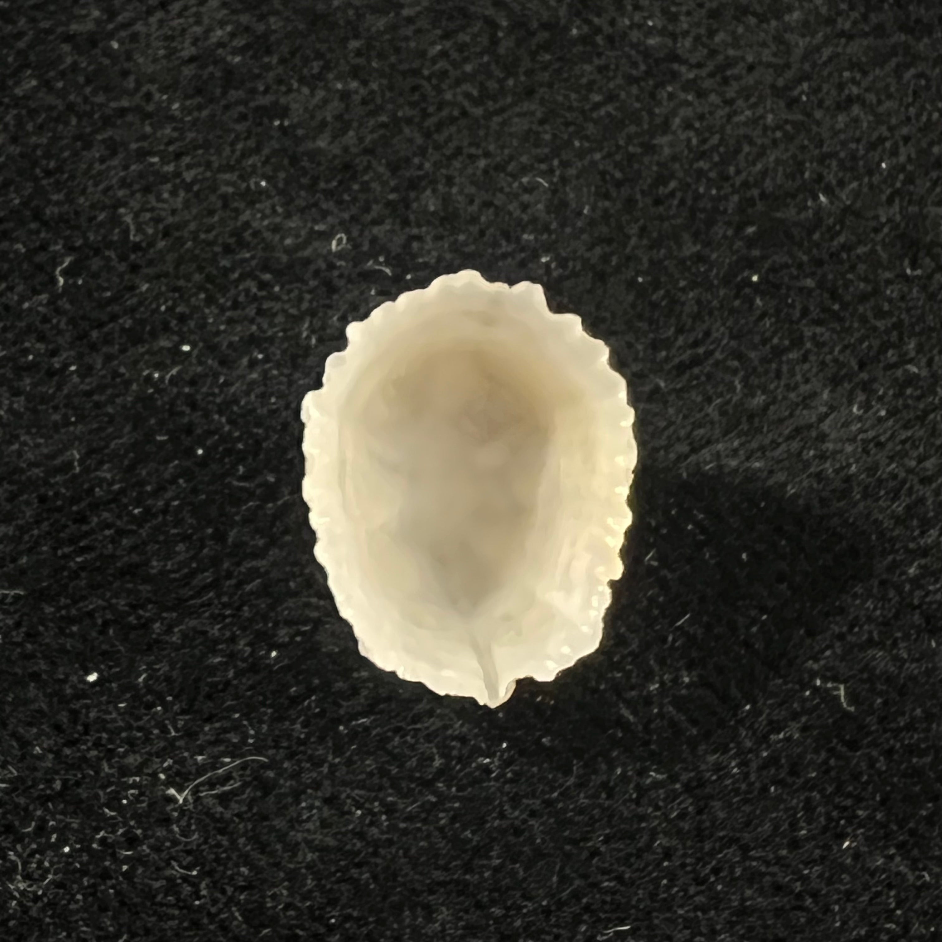 Hemitoma octoradiata (Gmelin, 1795) - 17,7mm