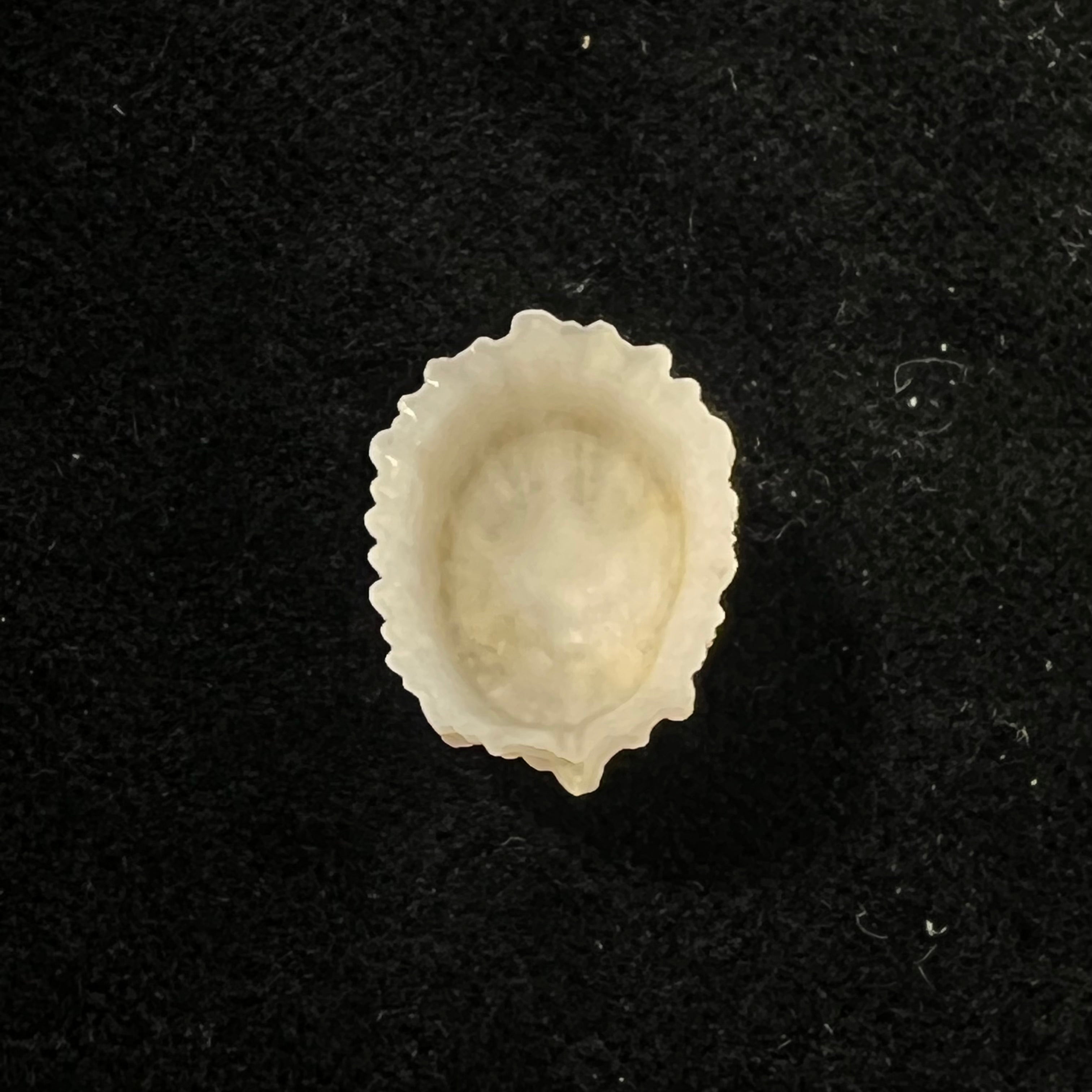 Hemitoma octoradiata (Gmelin, 1795) - 16,5mm