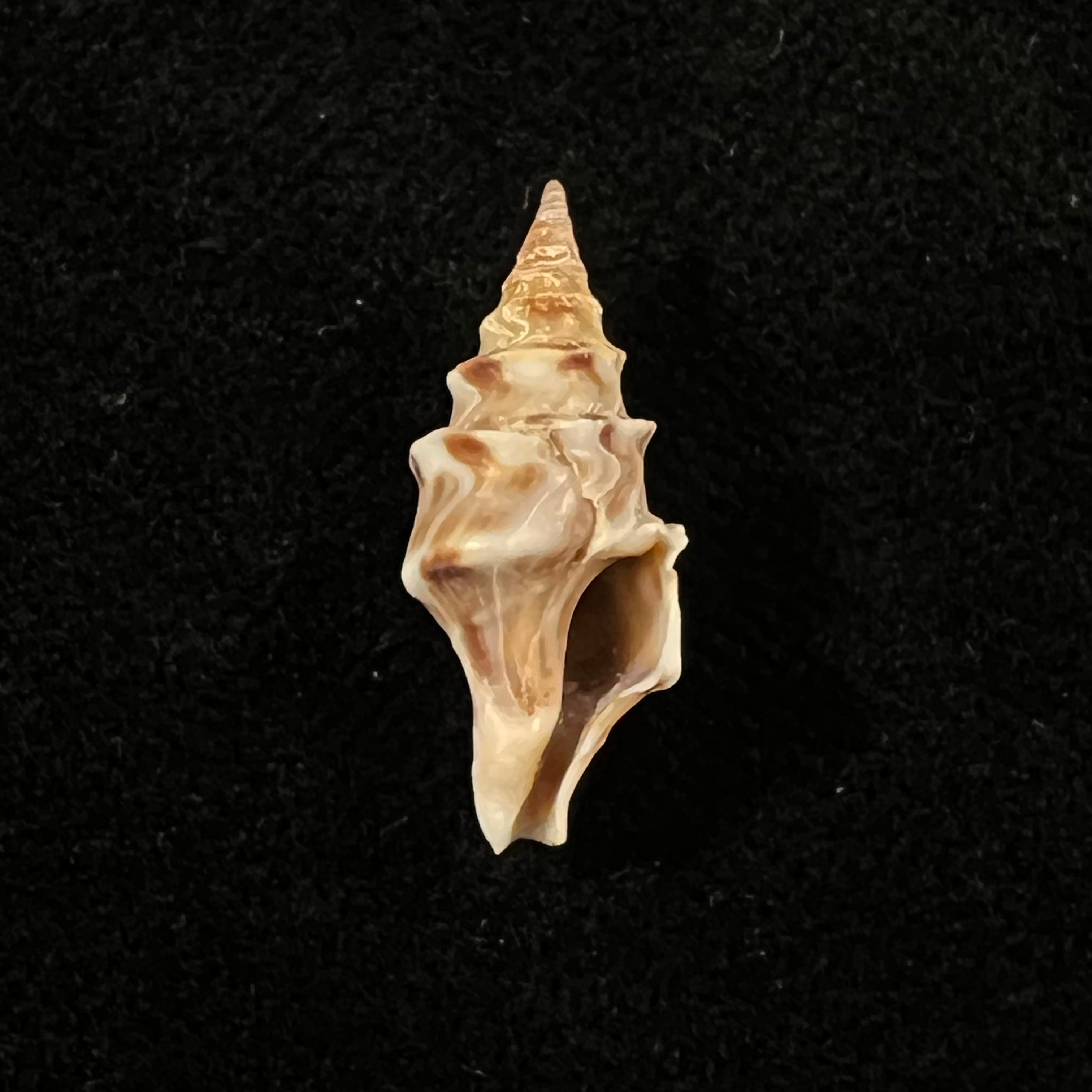 Perrona spirata (Lamarck, 1816) - 21,1mm