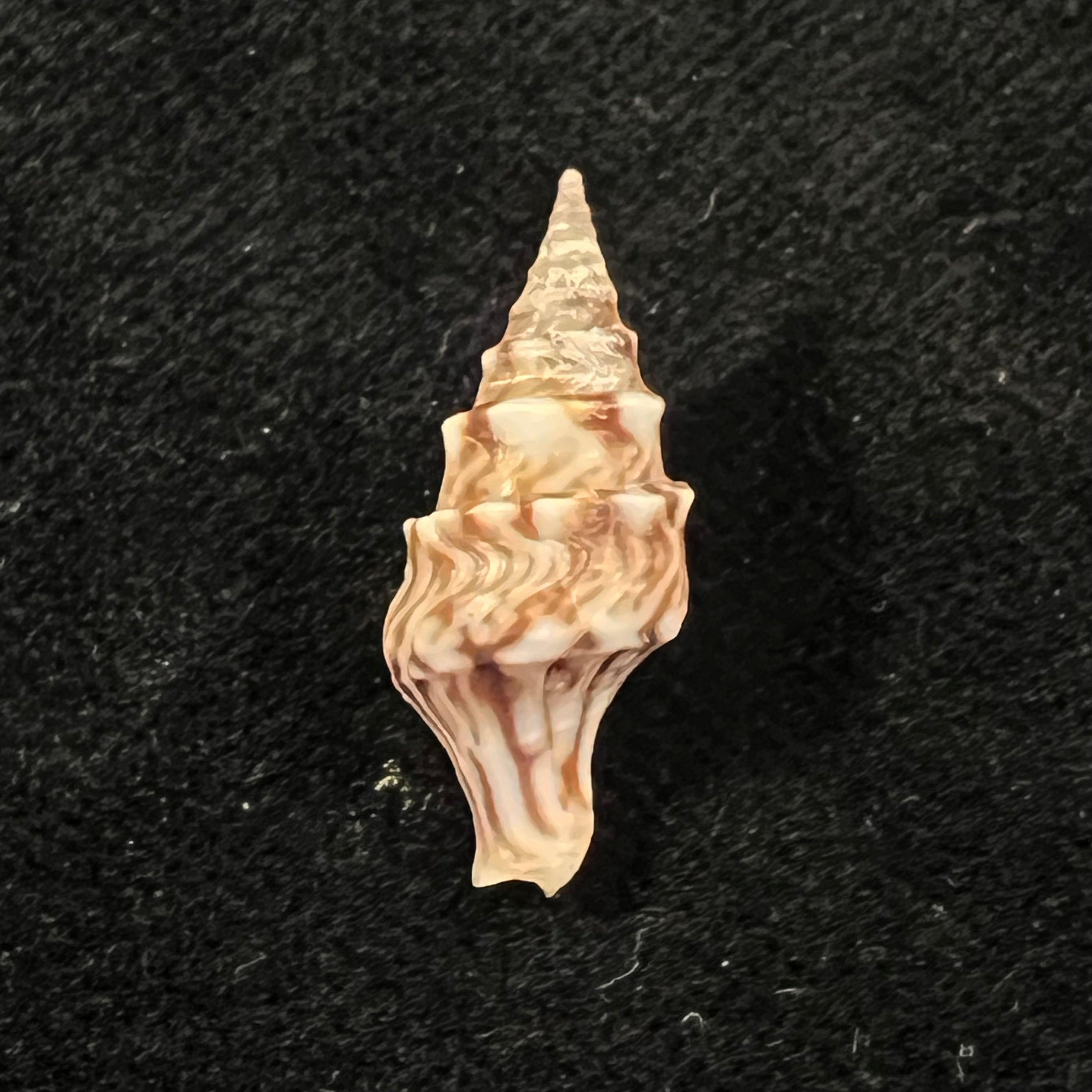 Perrona spirata (Lamarck, 1816) - 21,9mm