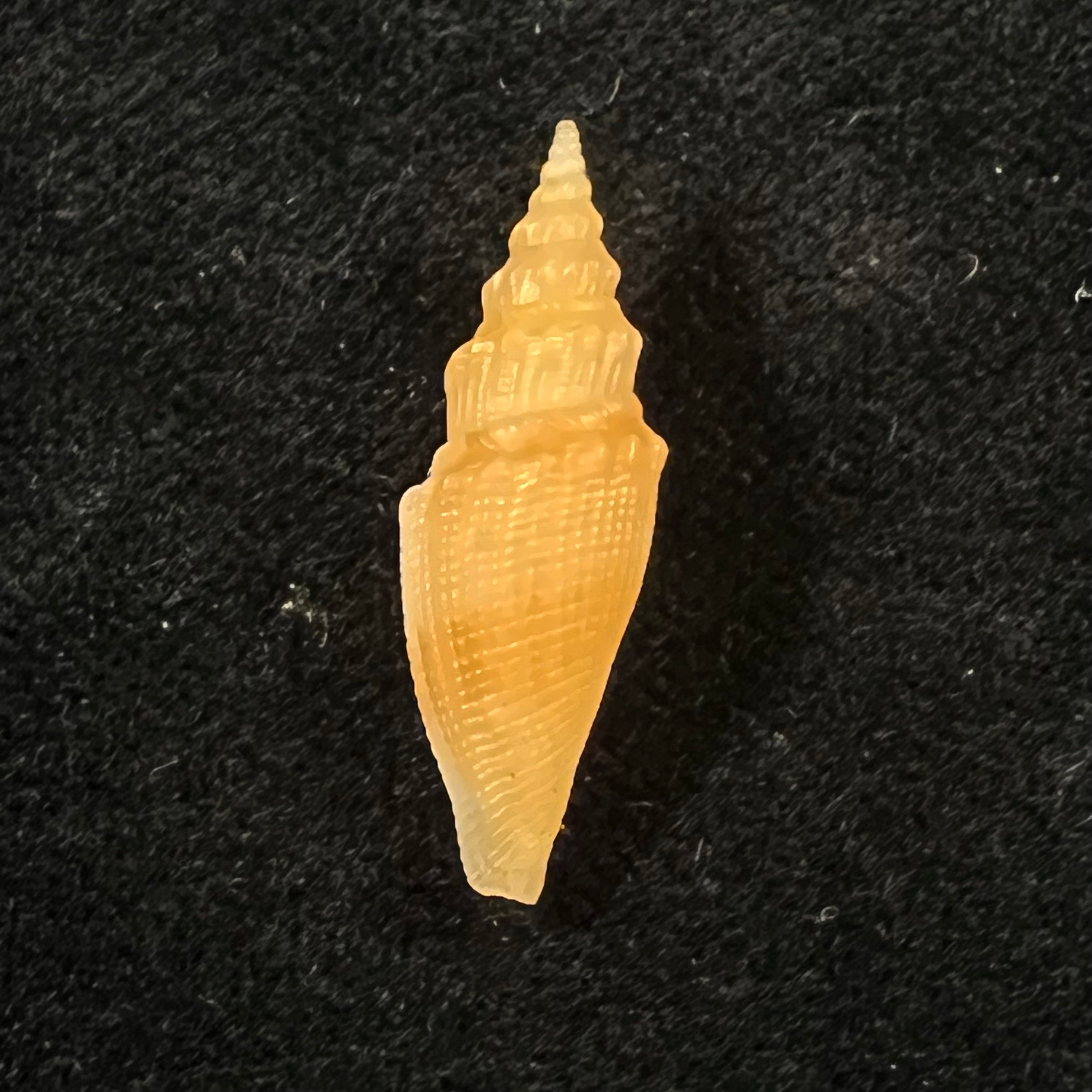 Genota vafra Sykes, 1905 - 26mm