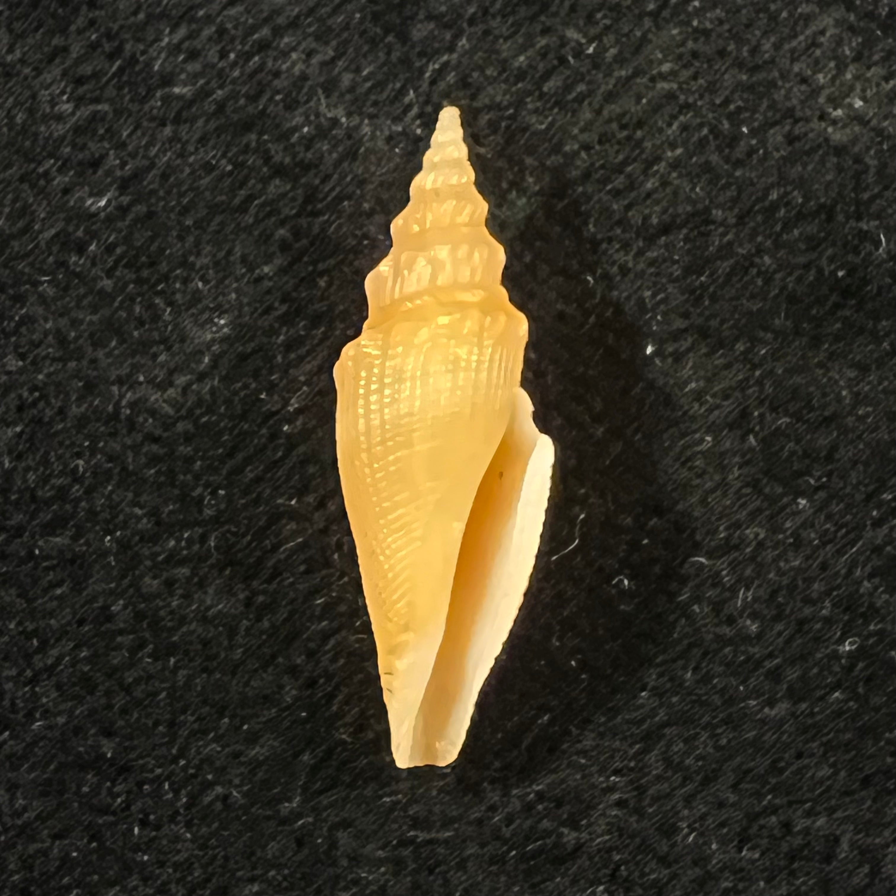 Genota vafra Sykes, 1905 - 26mm