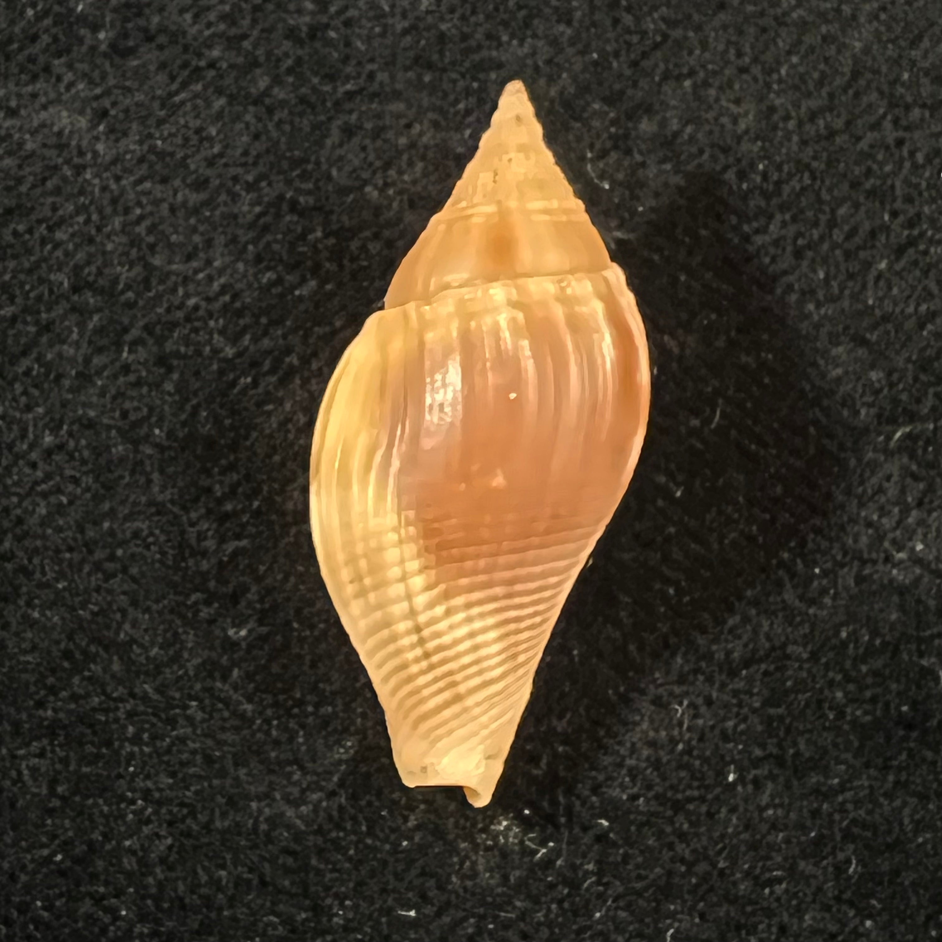 Metula cumingii A. Adams, 1853 - 33,6mm