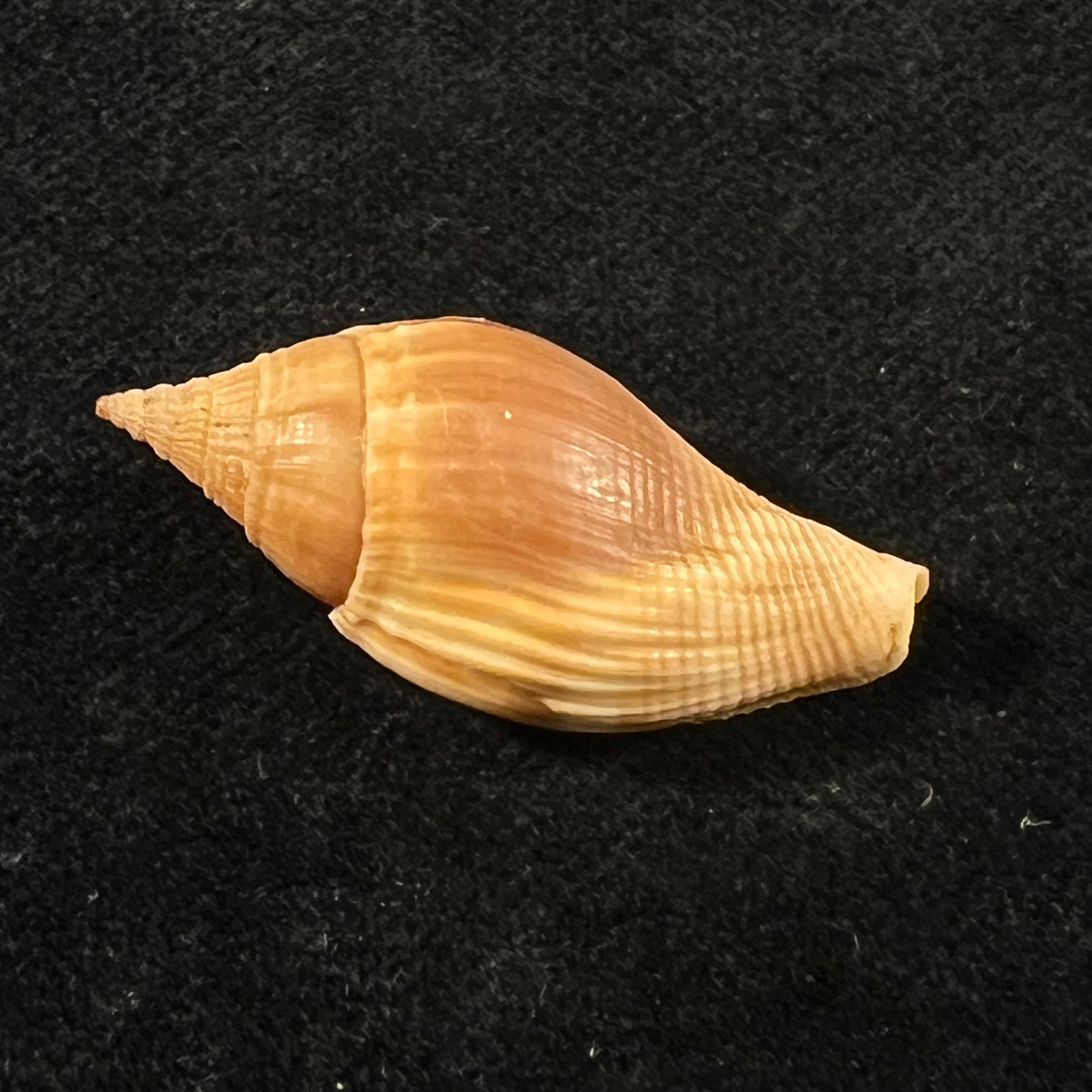 Metula cumingii A. Adams, 1853 - 33,6mm