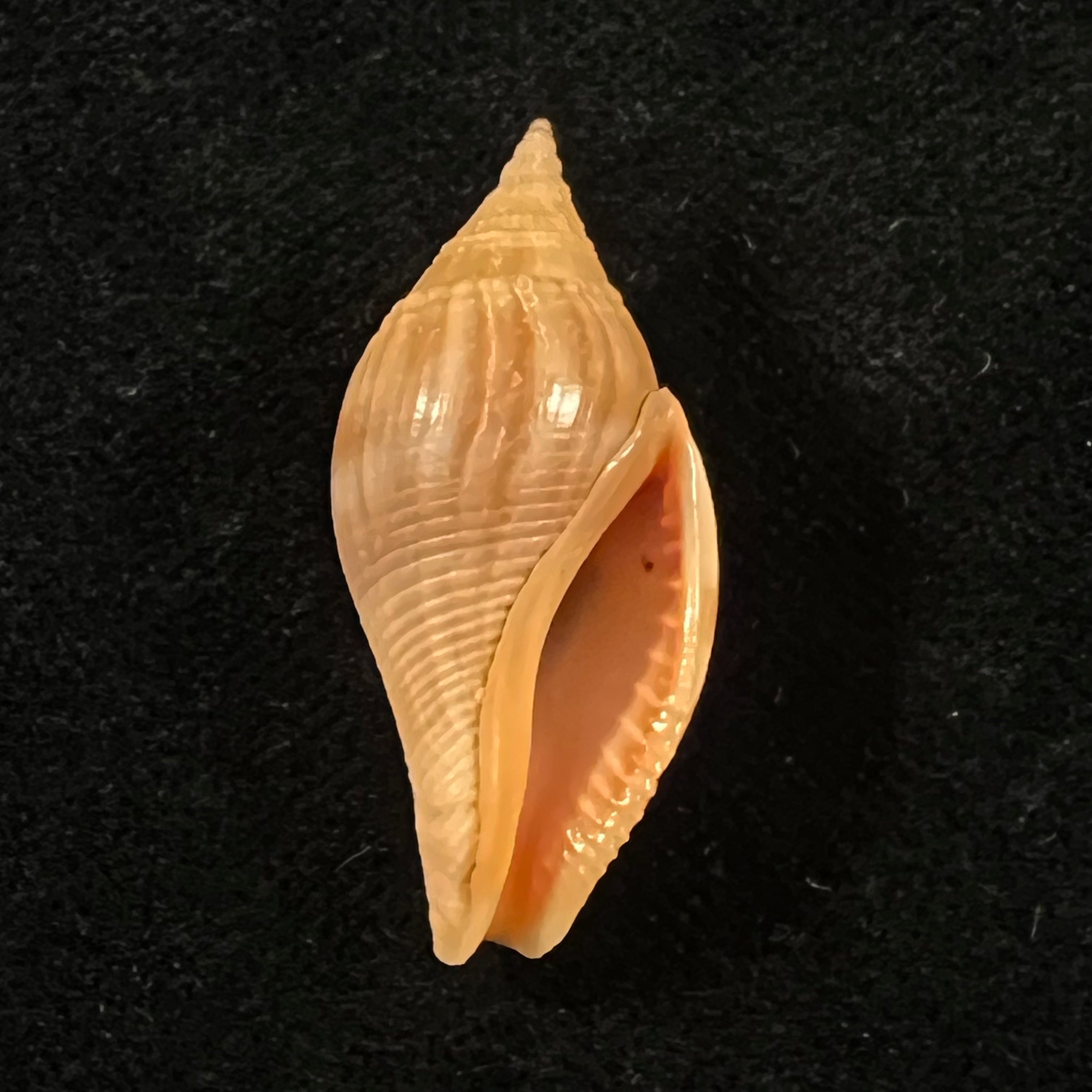 Metula cumingii A. Adams, 1853 - 33,6mm