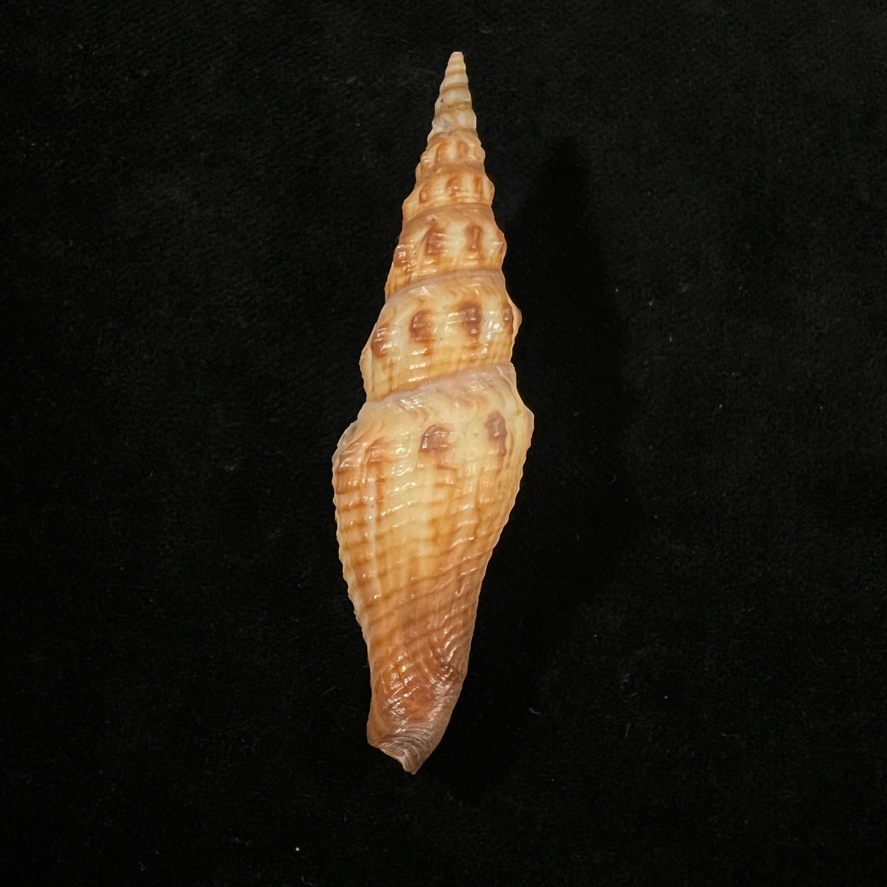Crassispira maura (G. B. Sowerby I, 1834) - 65,6mm