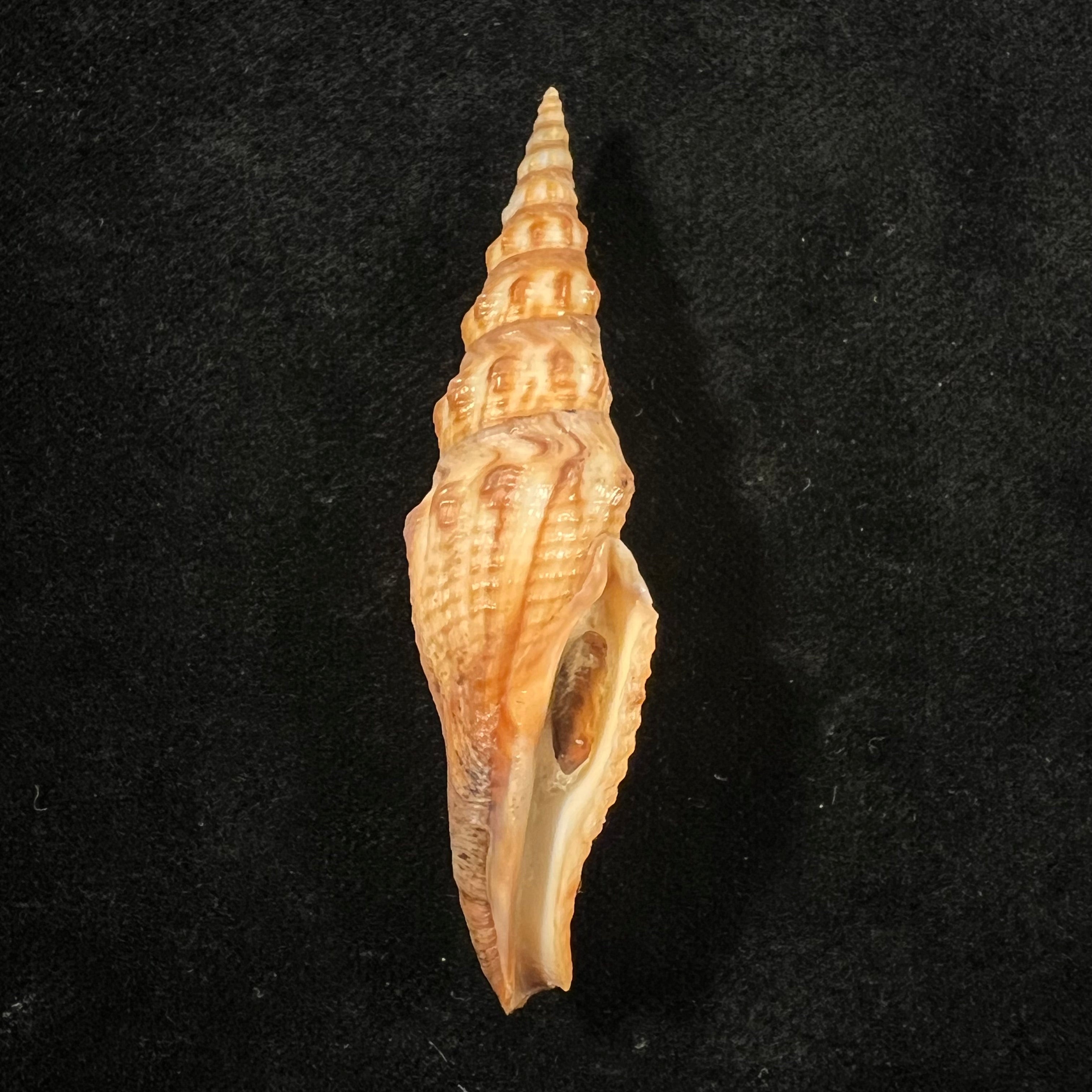 Crassispira maura (G. B. Sowerby I, 1834) - 65,6mm
