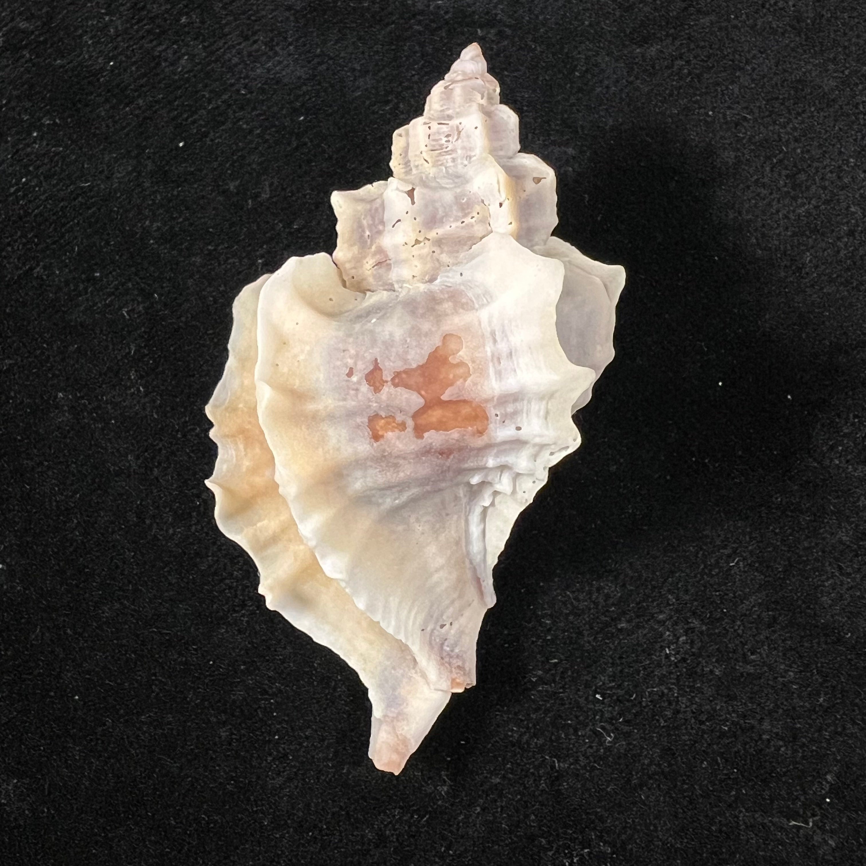 Ocinebrellus inornatus (Récluz, 1851) - 55,6mm