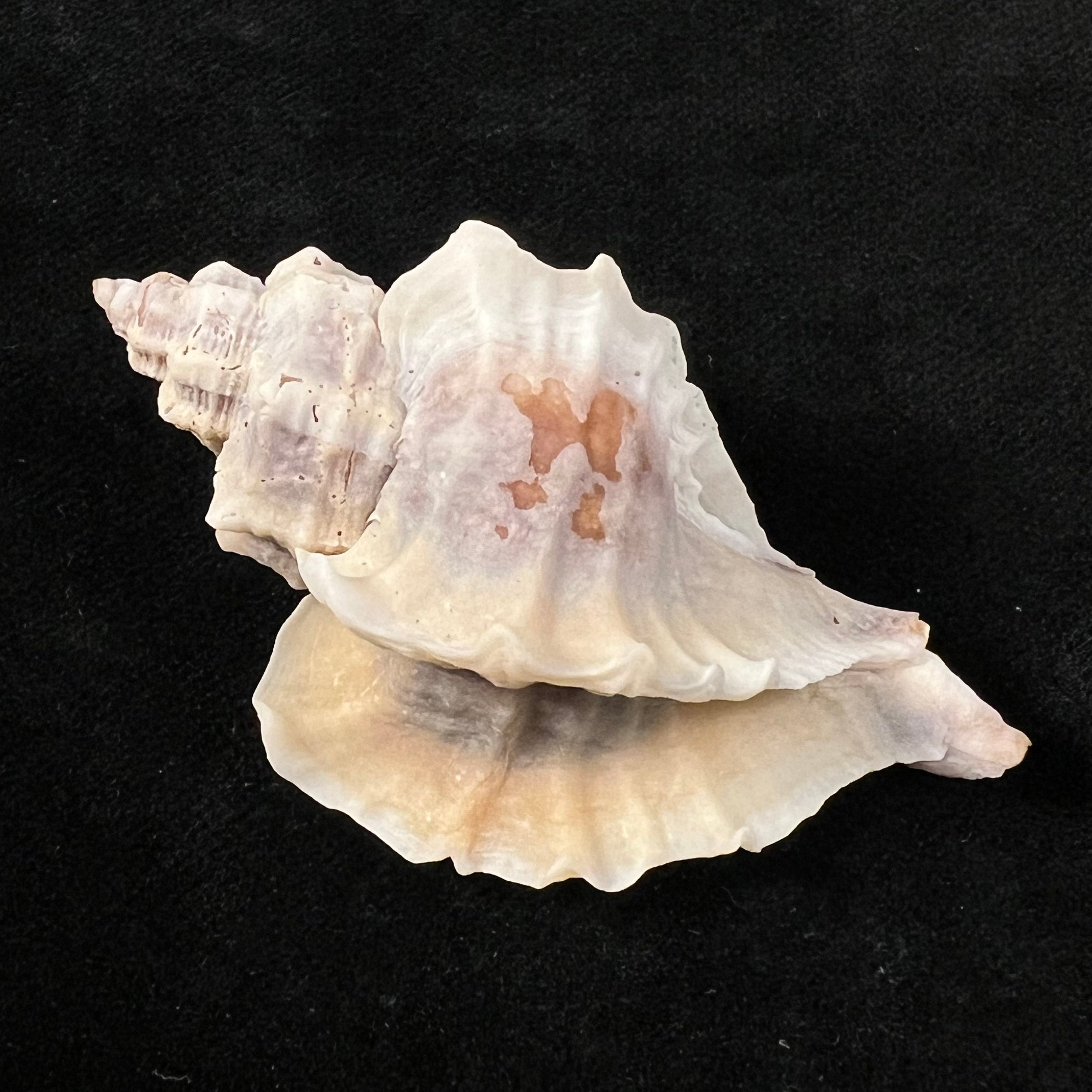 Ocinebrellus inornatus (Récluz, 1851) - 55,6mm