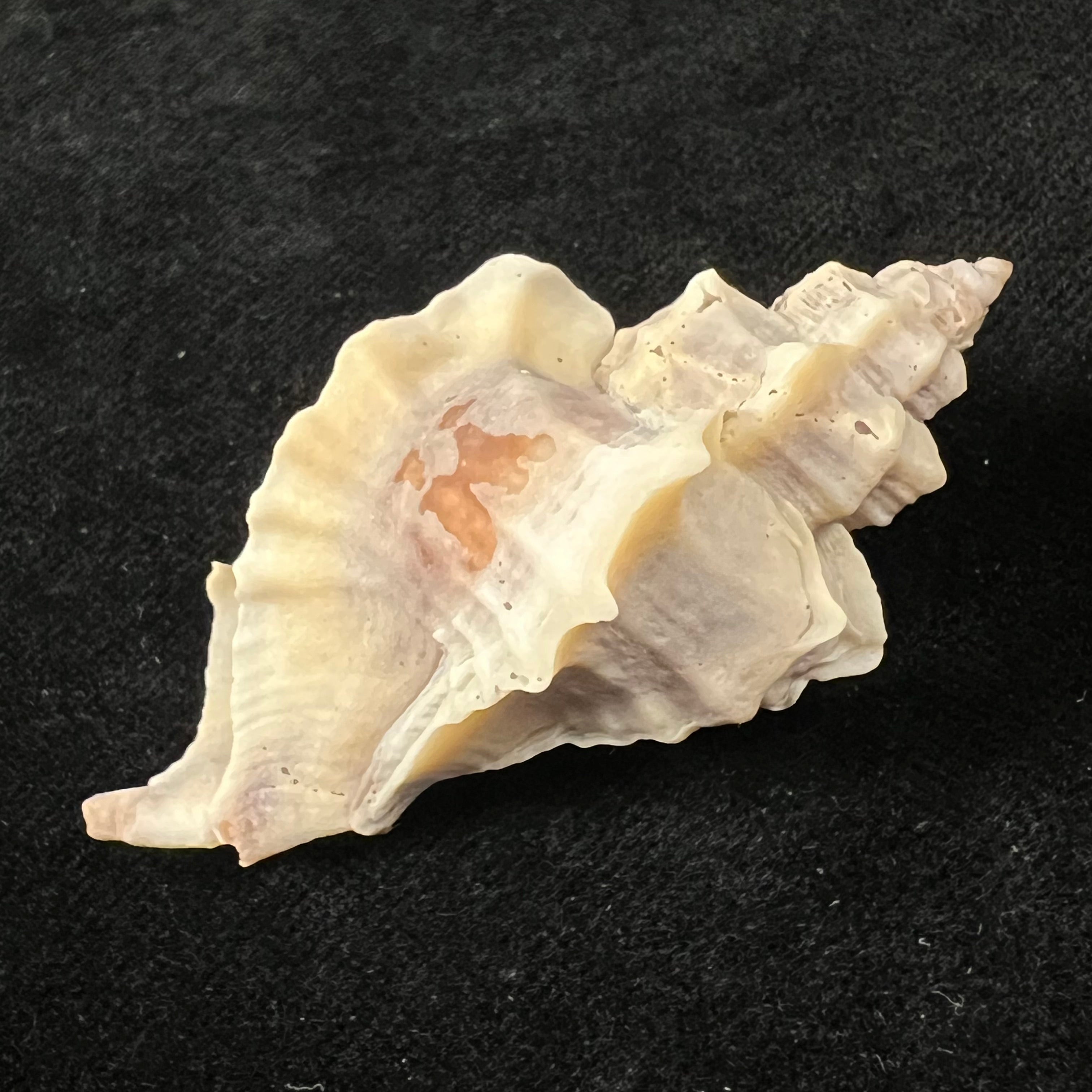 Ocinebrellus inornatus (Récluz, 1851) - 55,6mm