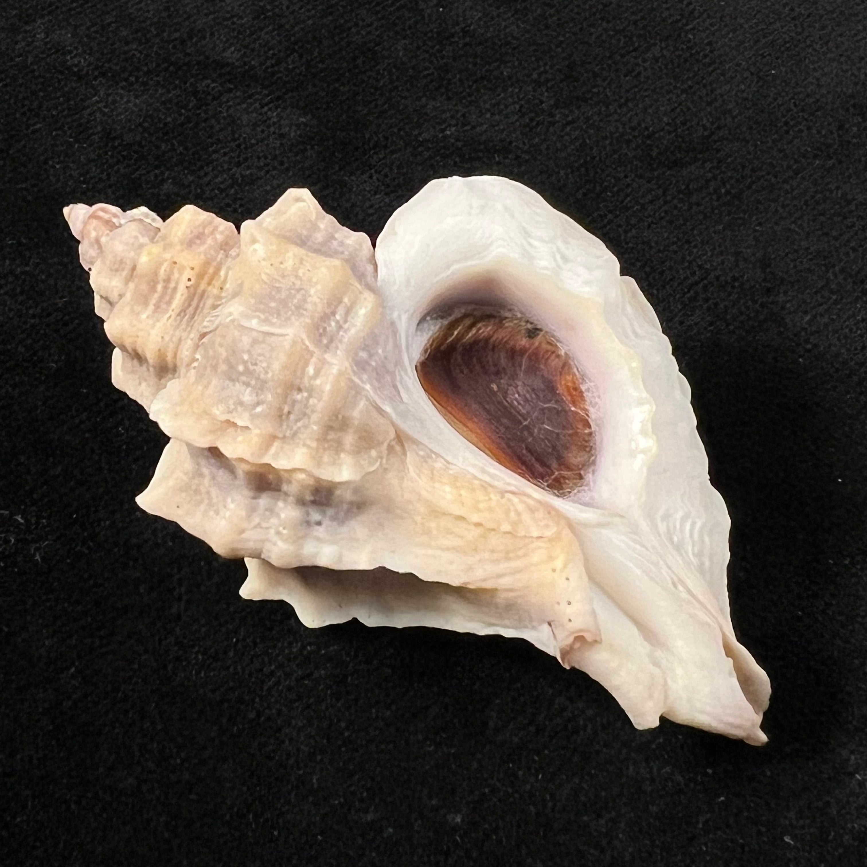Ocinebrellus inornatus (Récluz, 1851) - 55,6mm