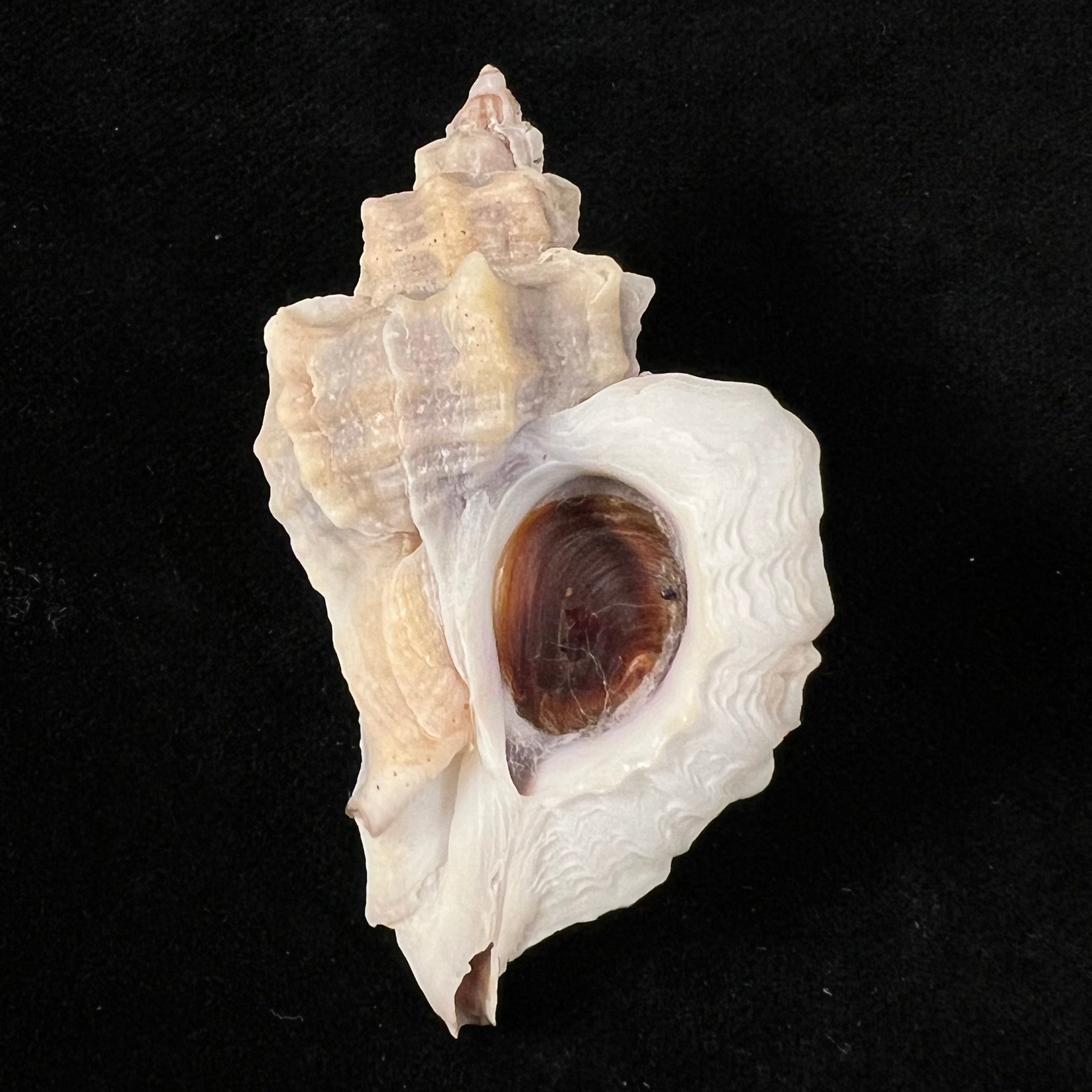 Ocinebrellus inornatus (Récluz, 1851) - 55,6mm