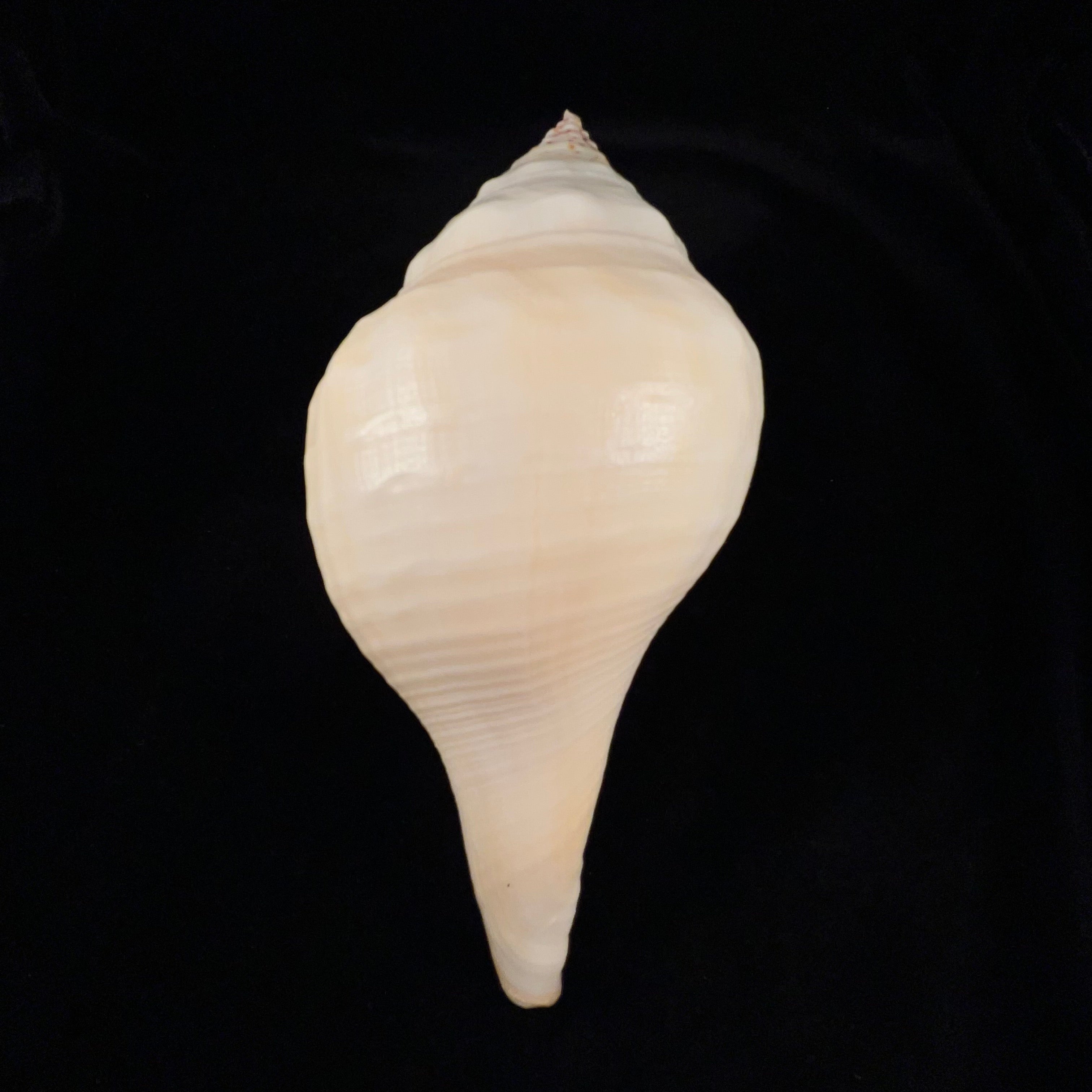 Turbinella pyrum (Linnaeus, 1767) - 220,1mm