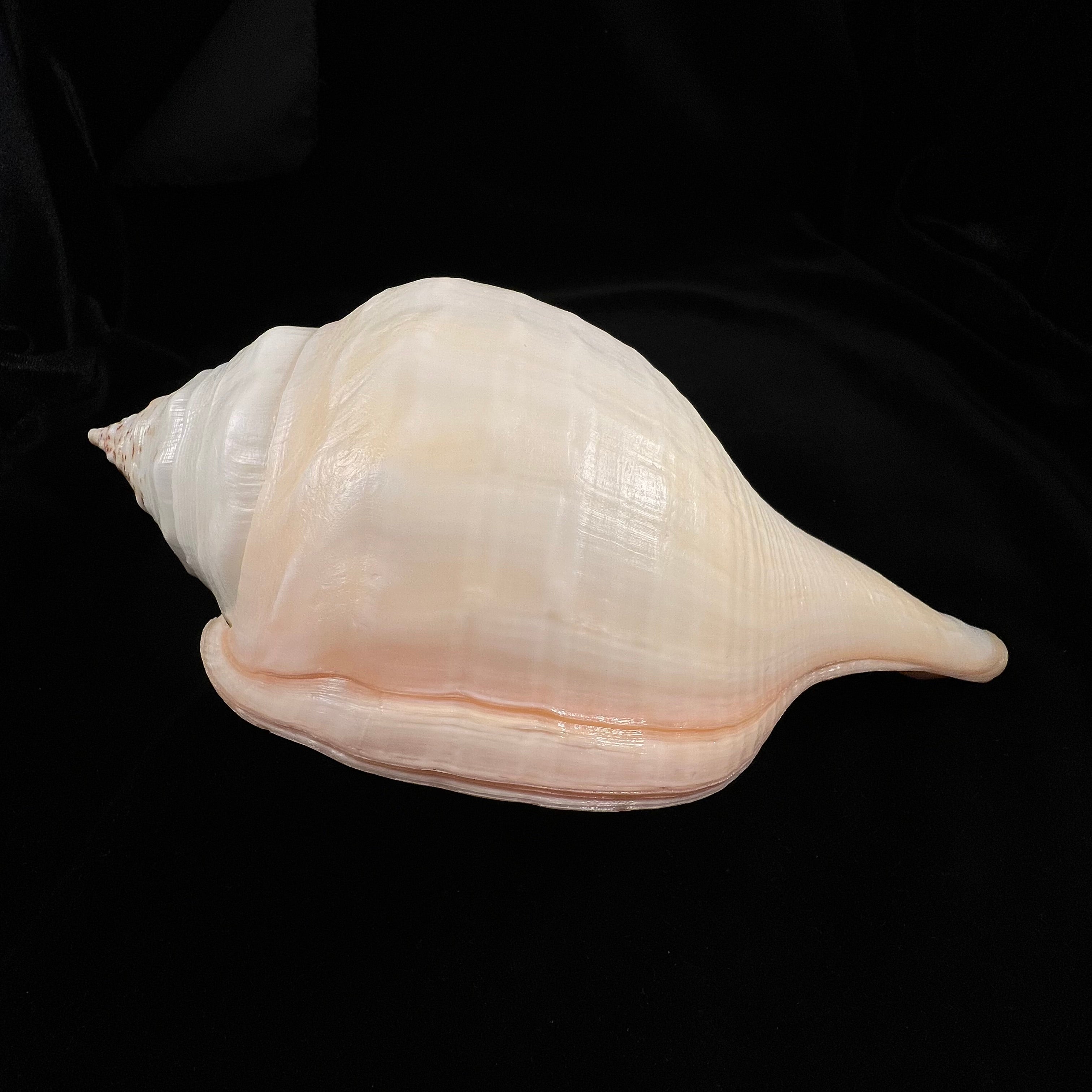 Turbinella pyrum (Linnaeus, 1767) - 220,1mm