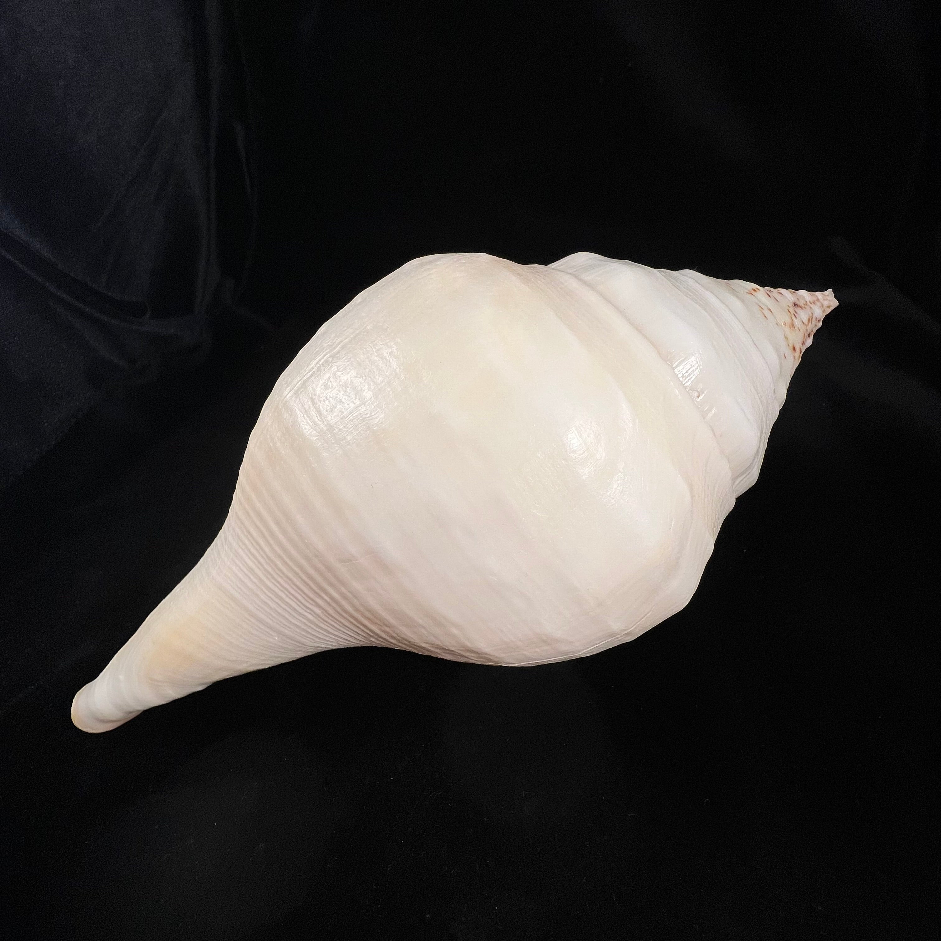 Turbinella pyrum (Linnaeus, 1767) - 220,1mm