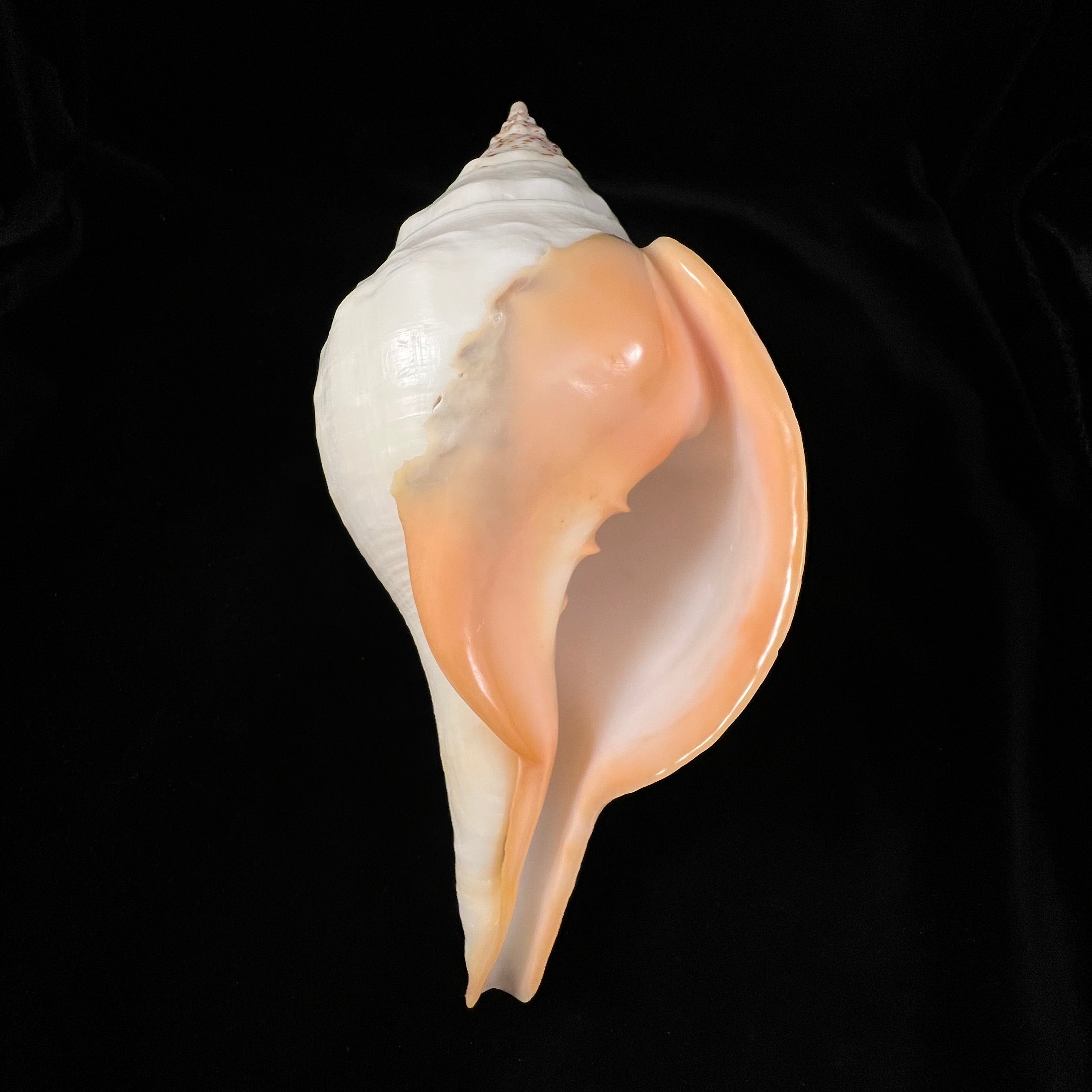 Turbinella pyrum (Linnaeus, 1767) - 220,1mm