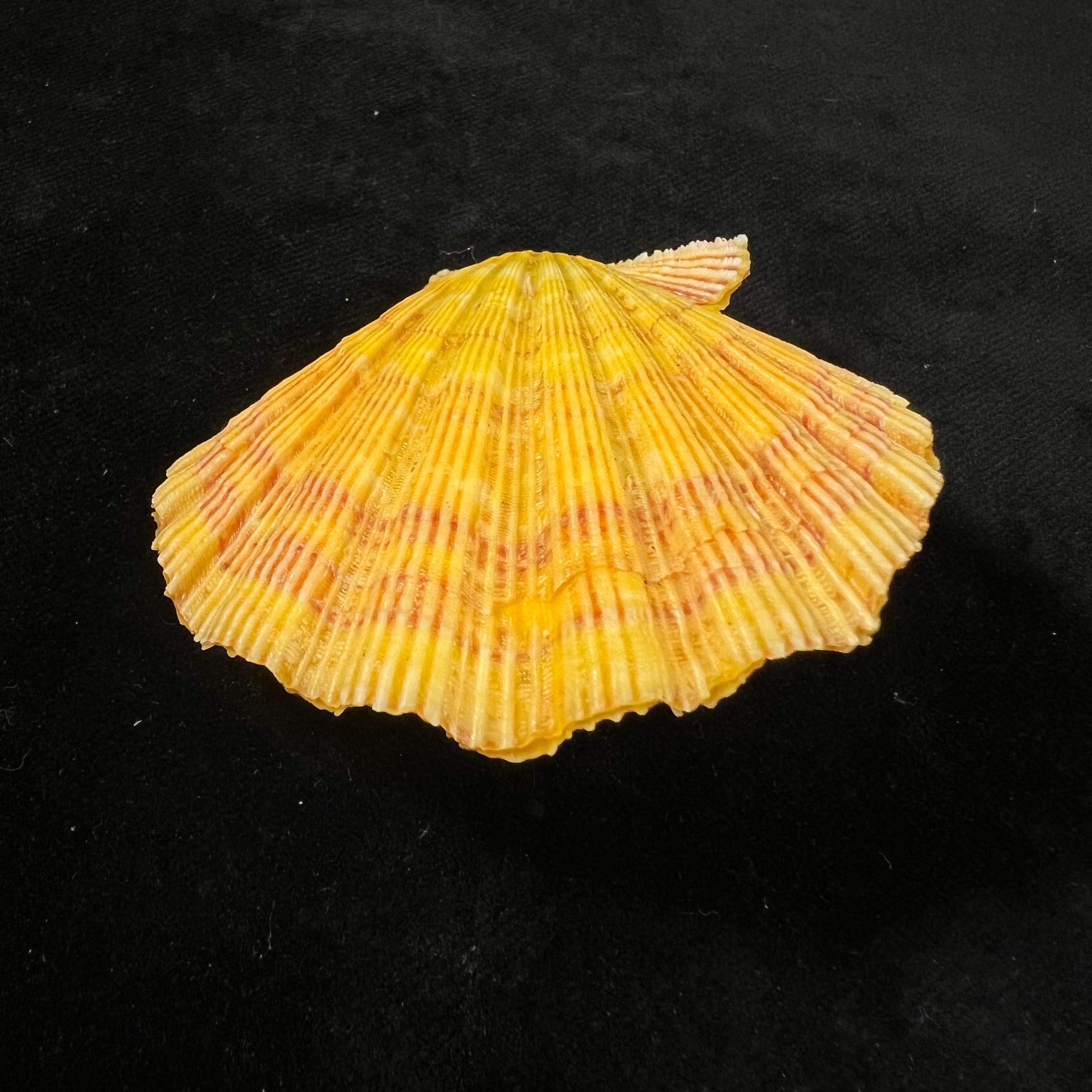 Nodipecten nodosus (Linnaeus, 1758) - 59,8mm