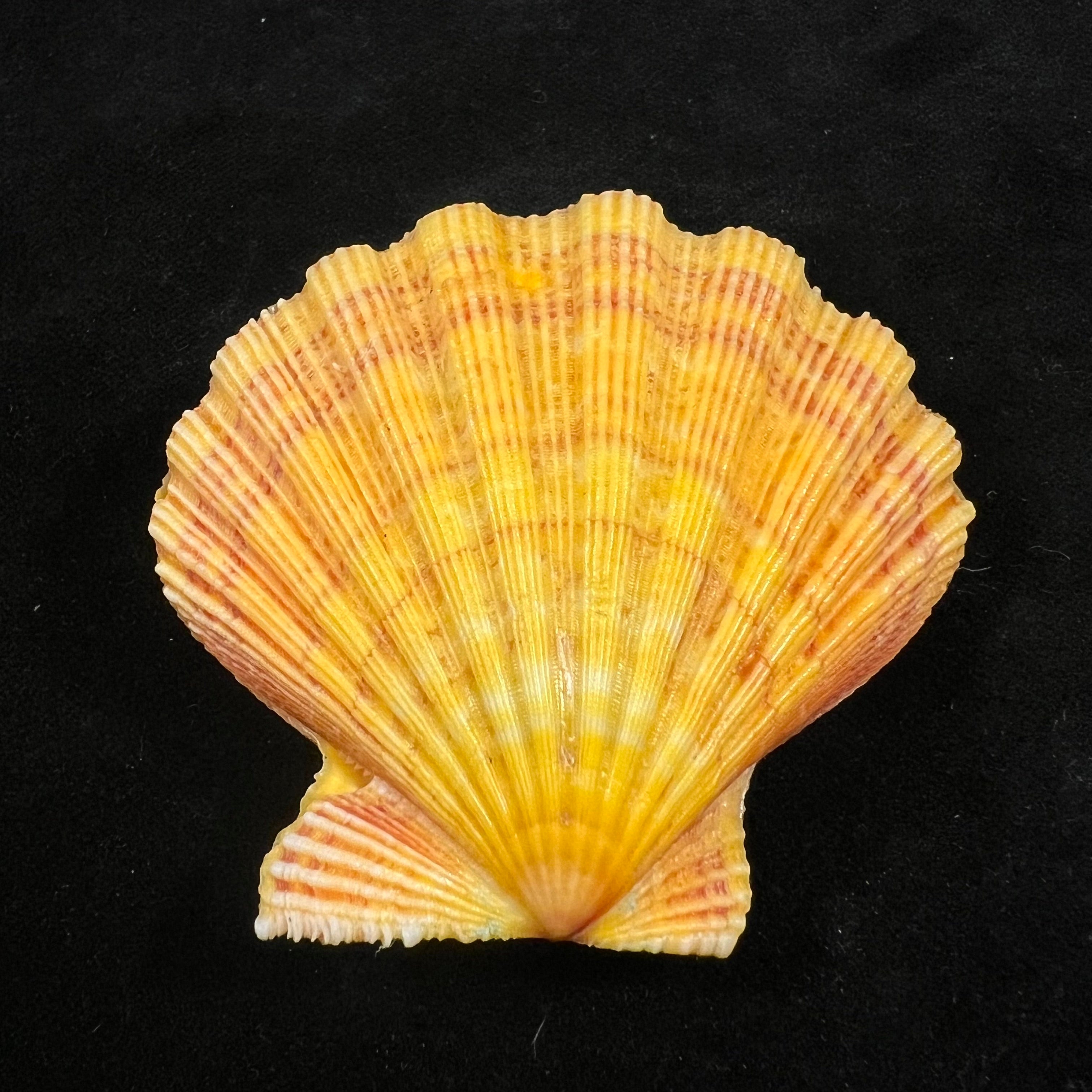 Nodipecten nodosus (Linnaeus, 1758) - 59,8mm