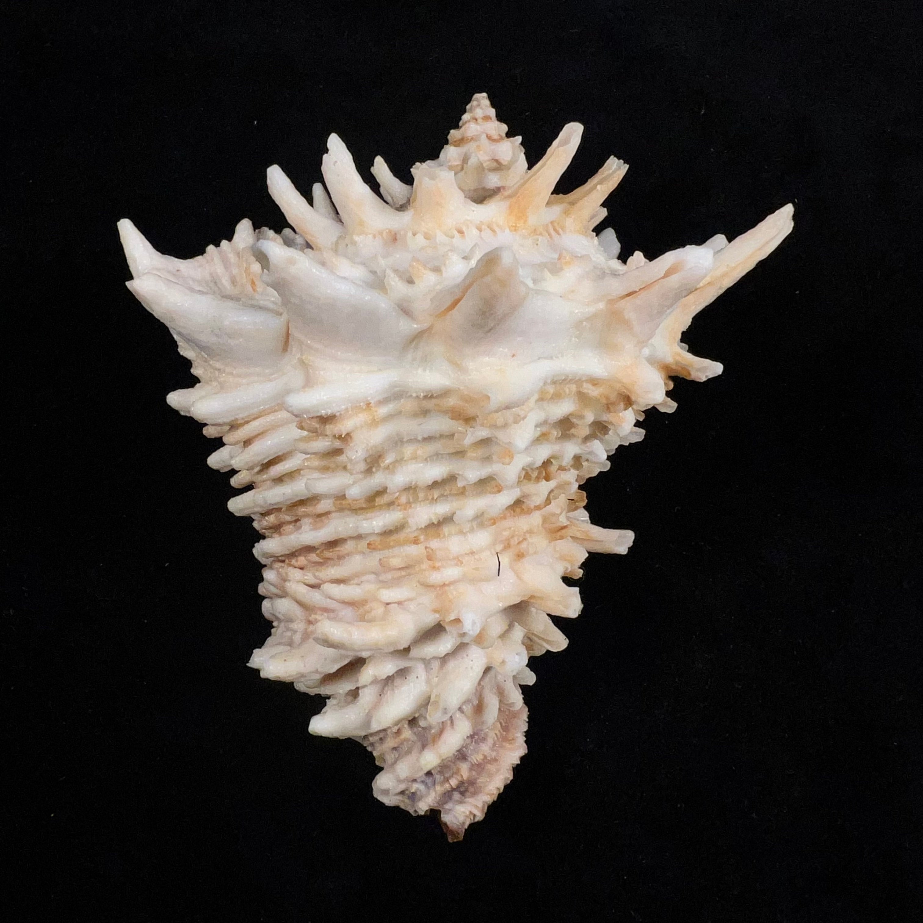 Aristovasum cassiforme (Kiener, 1840) - 103,1mm