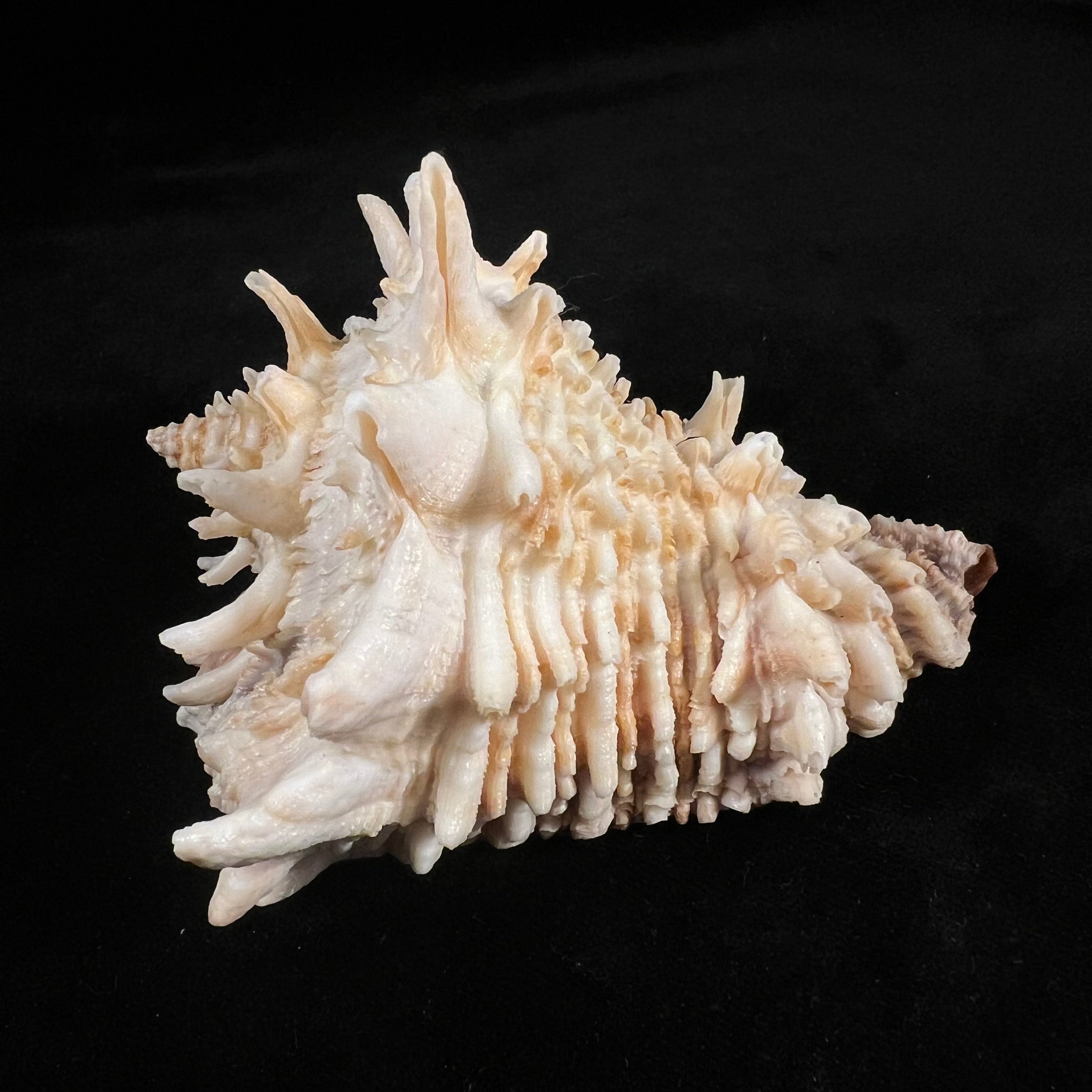 Aristovasum cassiforme (Kiener, 1840) - 103,1mm