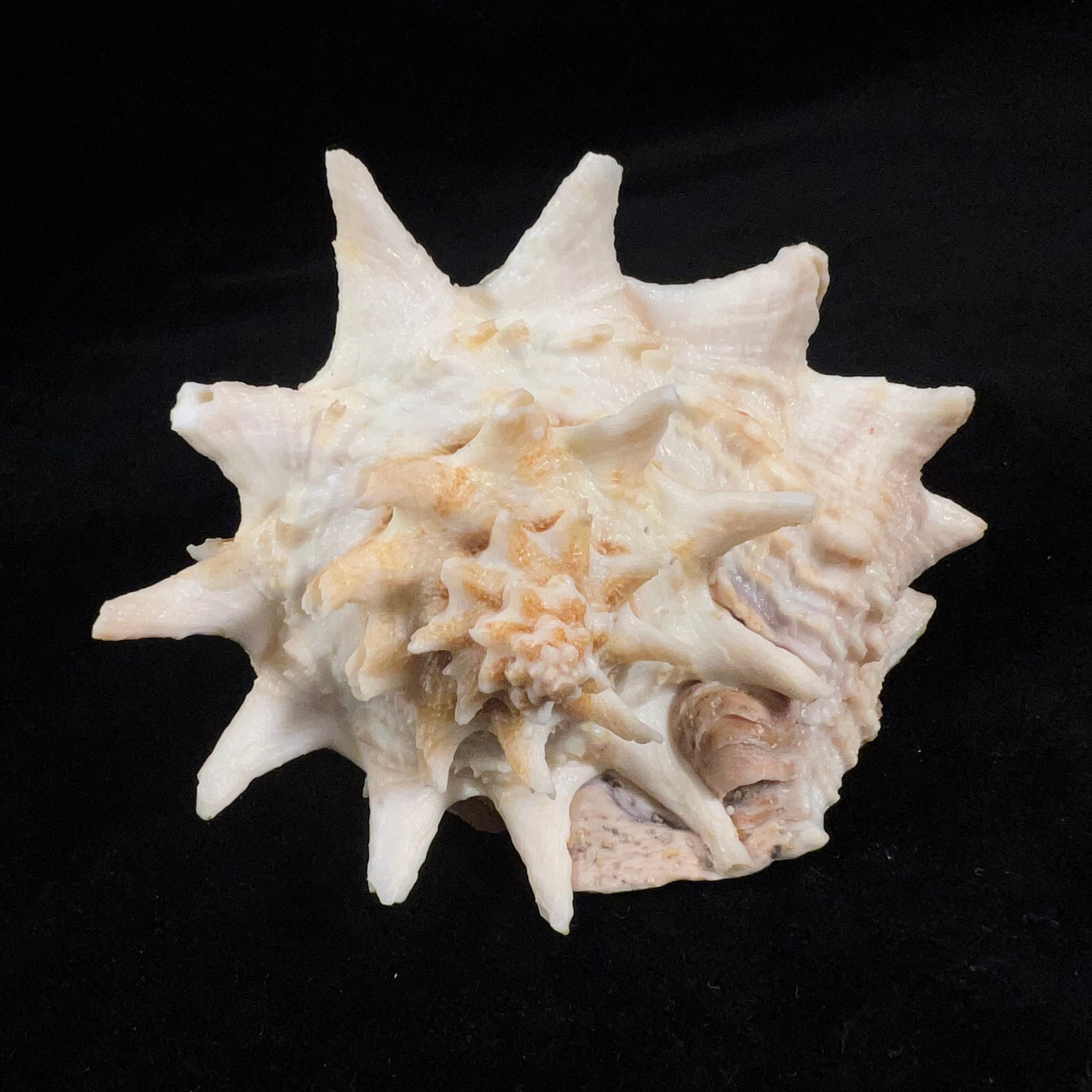Aristovasum cassiforme (Kiener, 1840) - 103,1mm