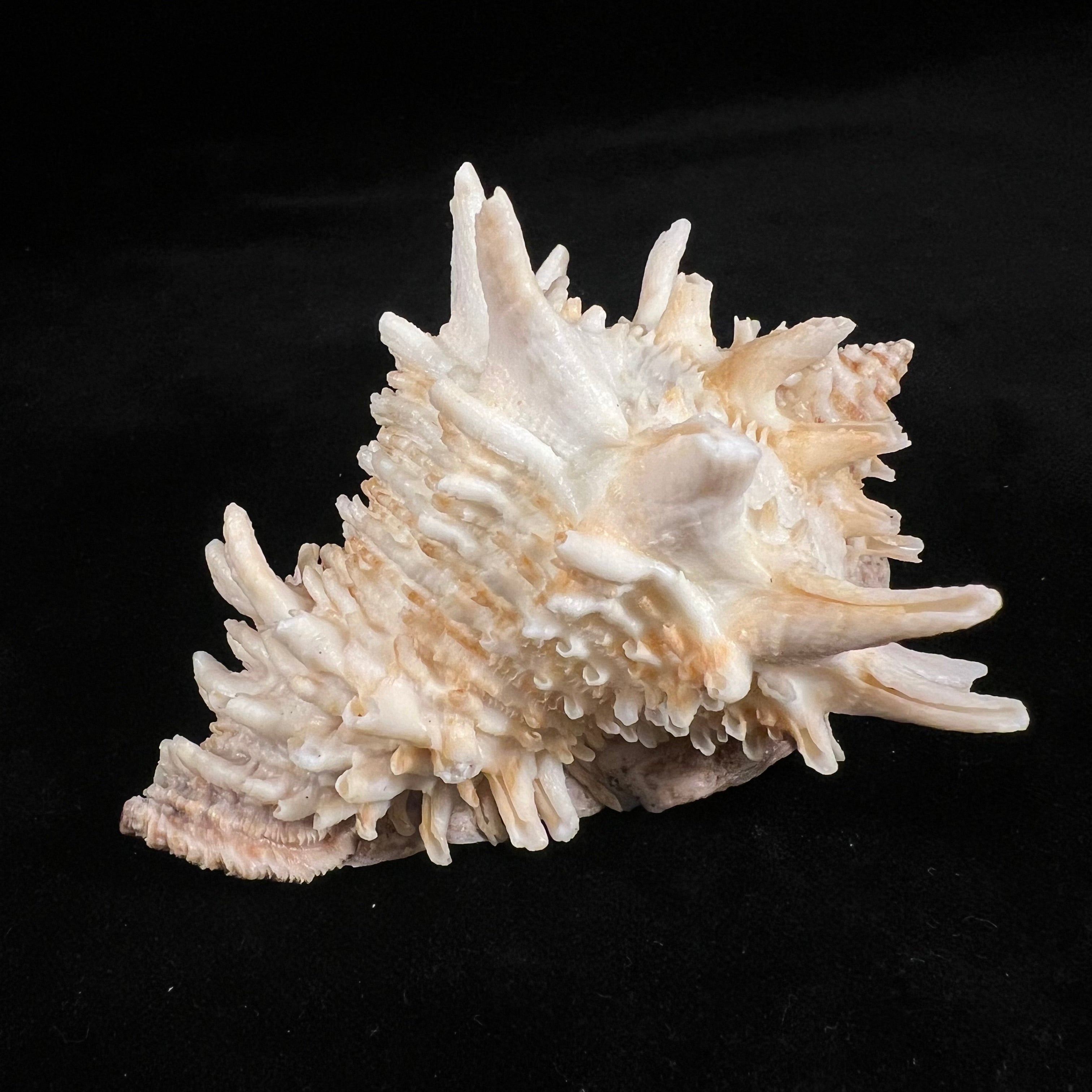 Aristovasum cassiforme (Kiener, 1840) - 103,1mm