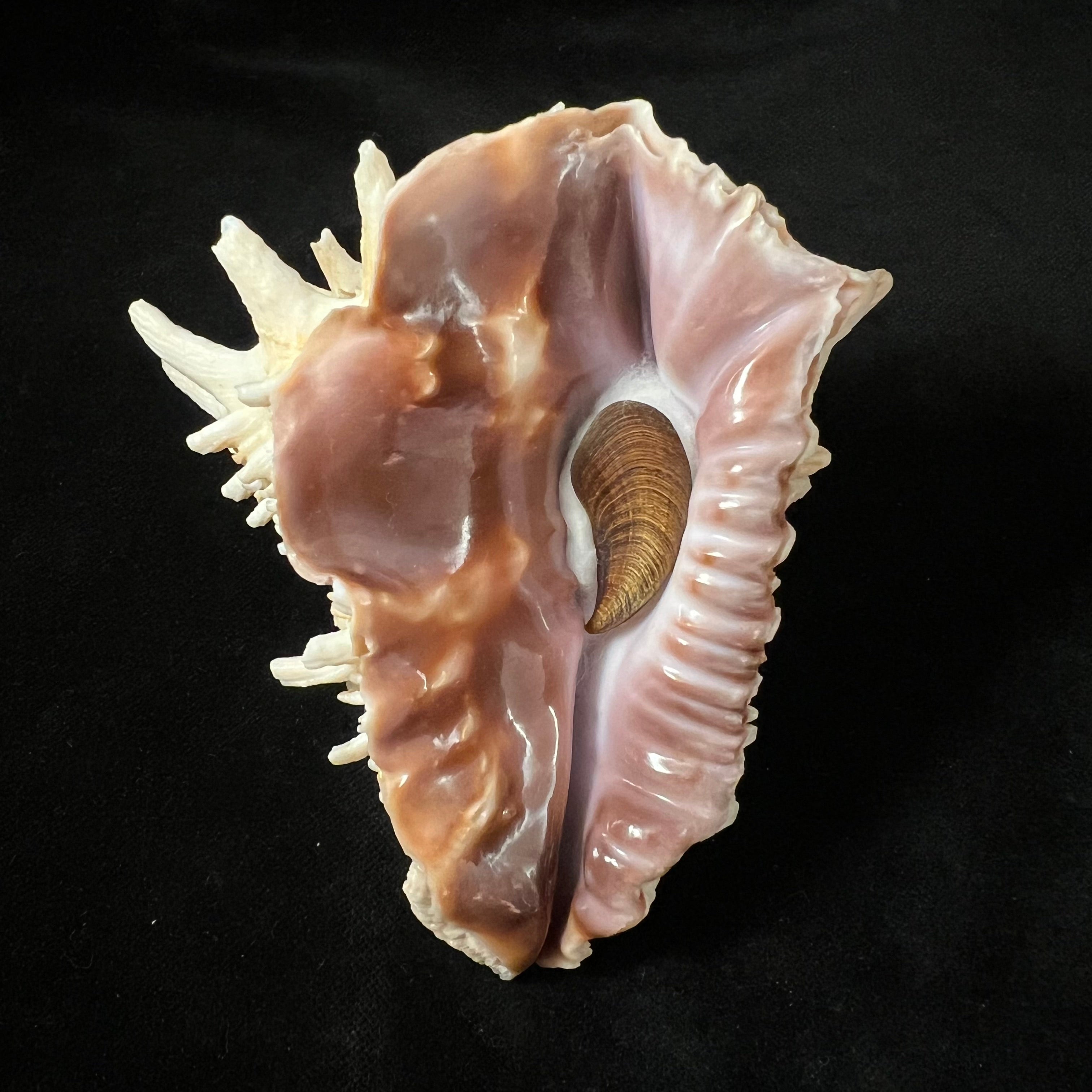 Aristovasum cassiforme (Kiener, 1840) - 103,1mm