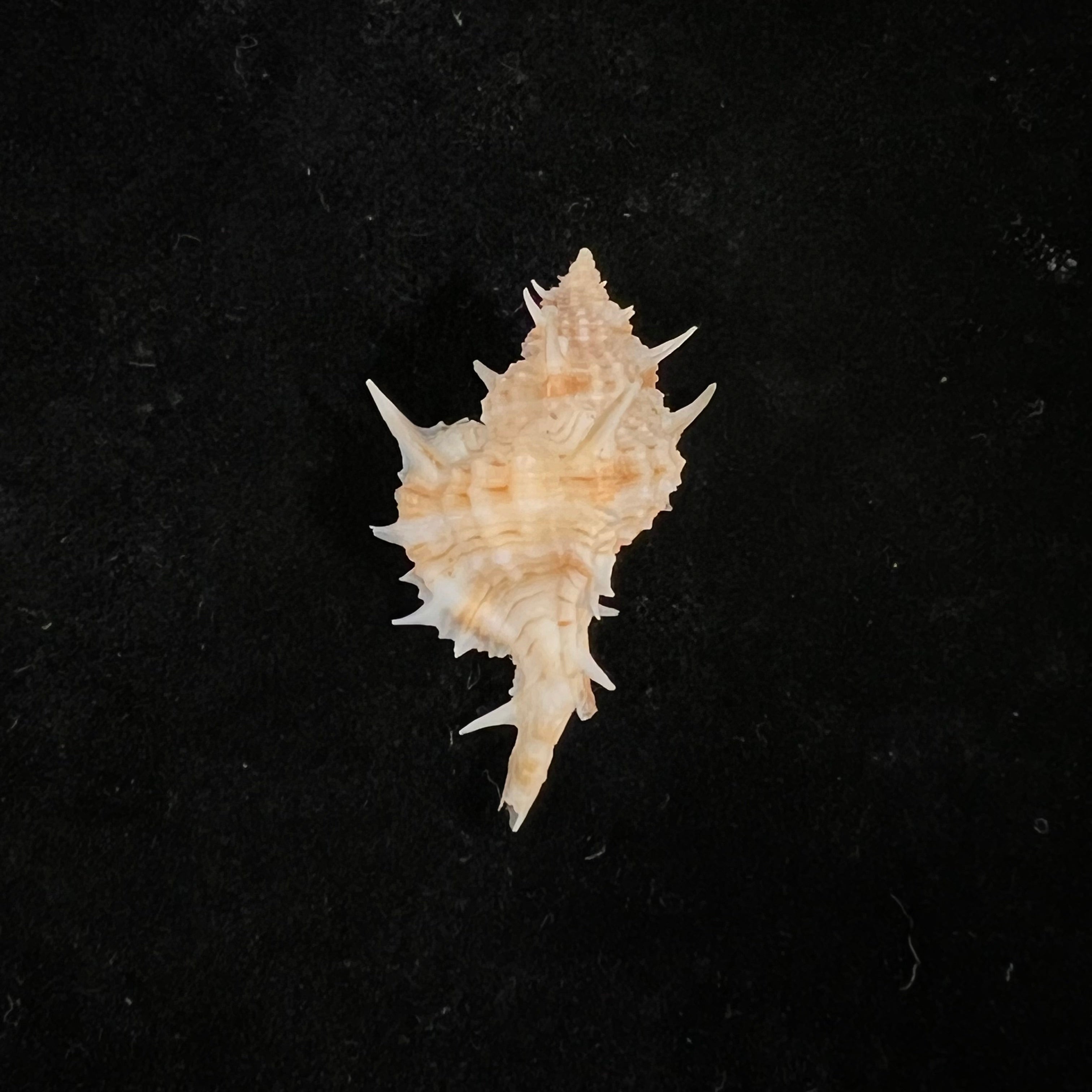 Siratus aguayoi (Clench &amp; Pérez Farfante, 1945) - 30,8mm