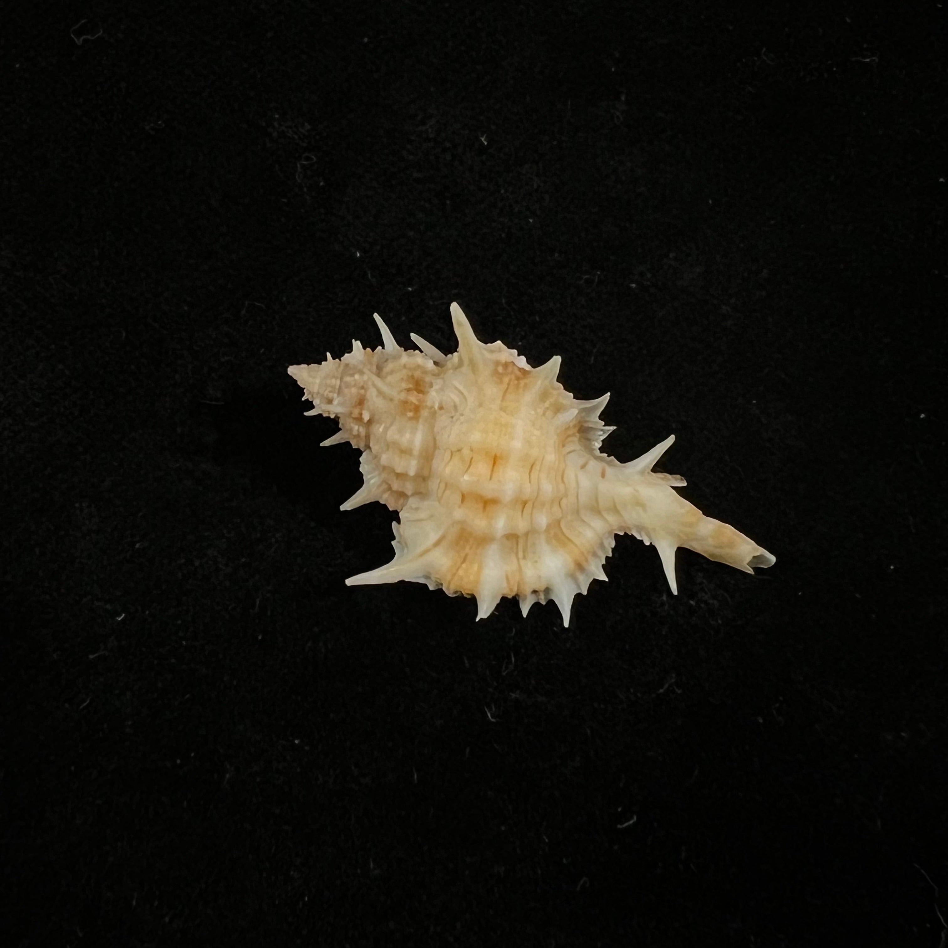 Siratus aguayoi (Clench &amp; Pérez Farfante, 1945) - 30,8mm