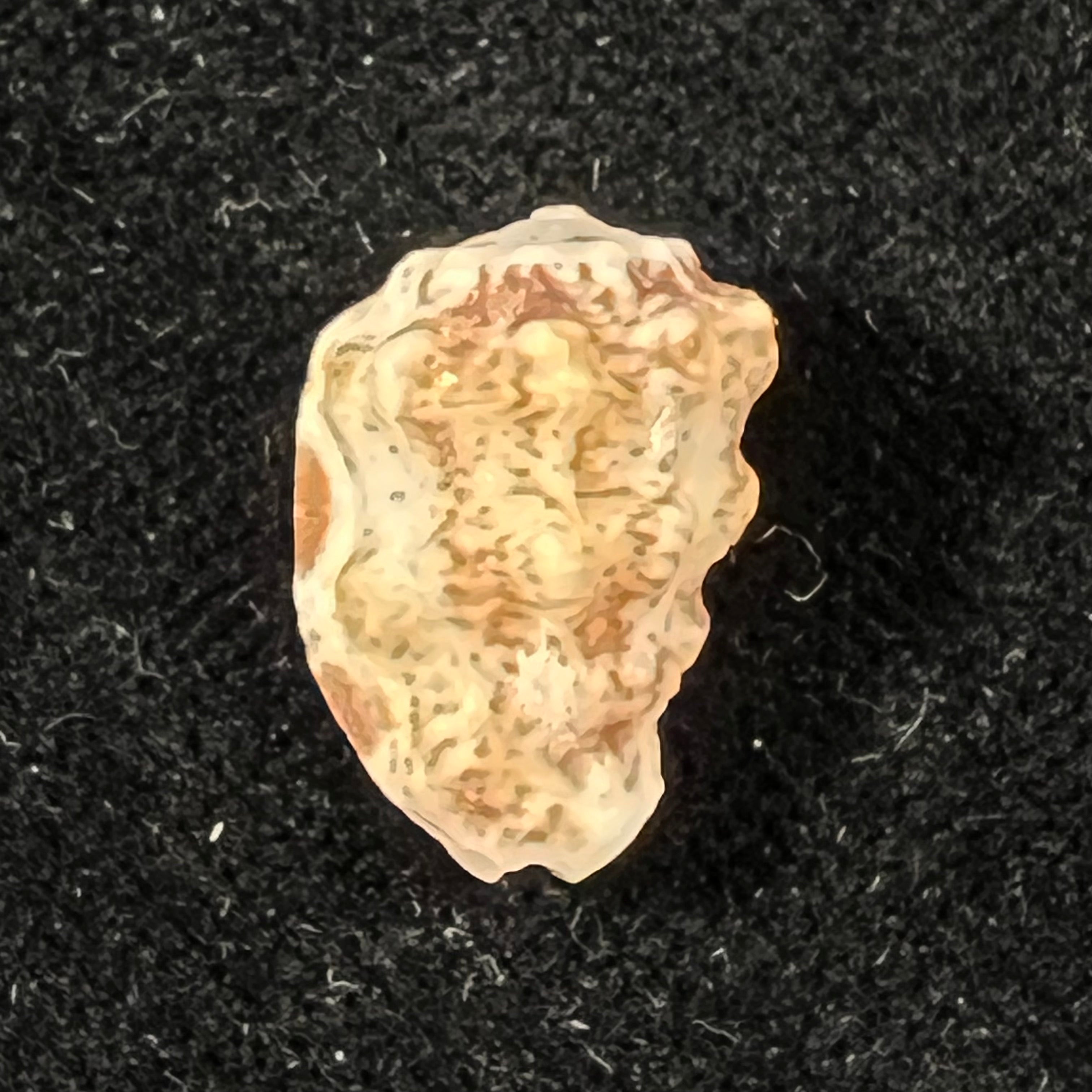 Morum purpureum Röding, 1798 - 15,9mm