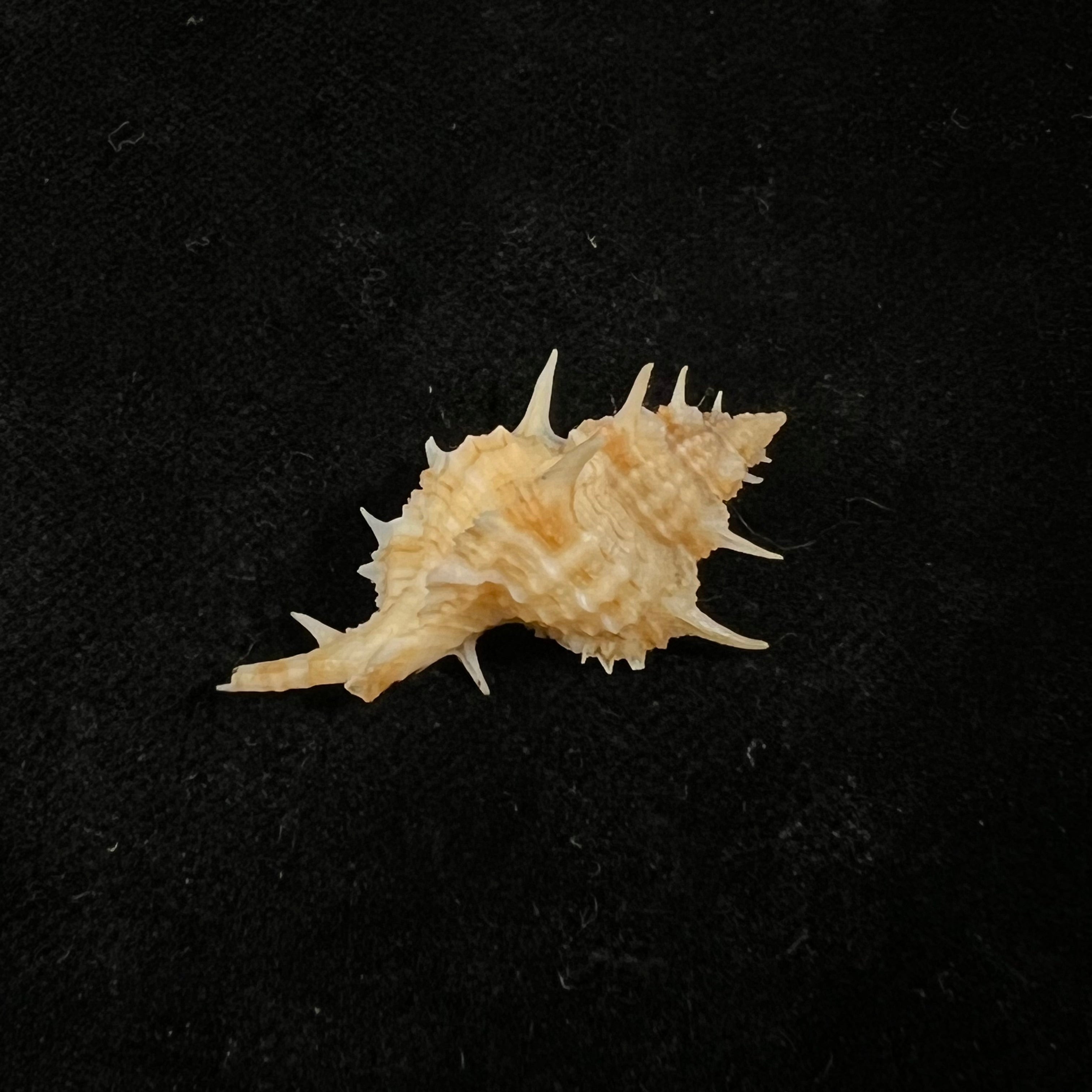 Siratus aguayoi (Clench &amp; Pérez Farfante, 1945) - 30,8mm
