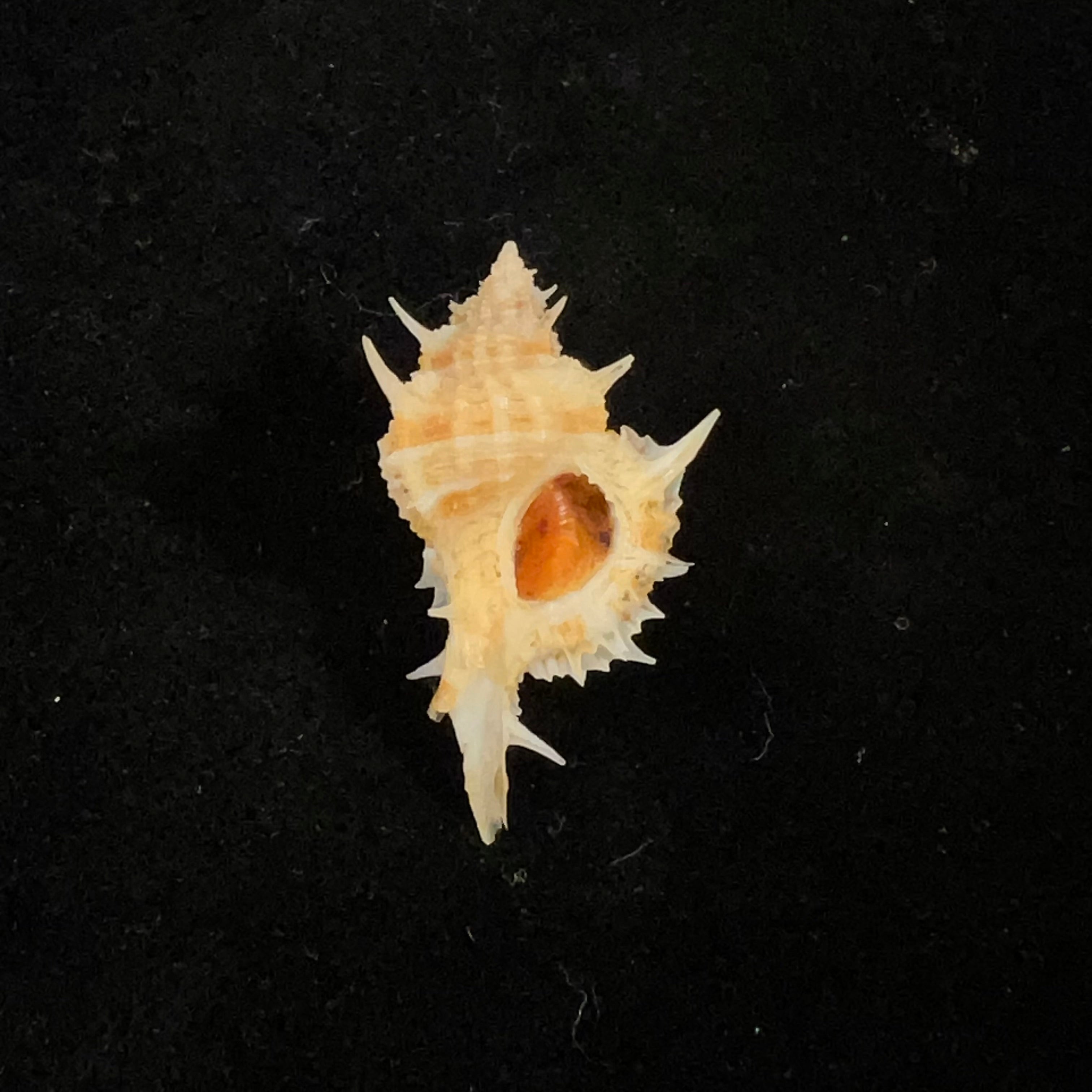 Siratus aguayoi (Clench &amp; Pérez Farfante, 1945) - 30,8mm