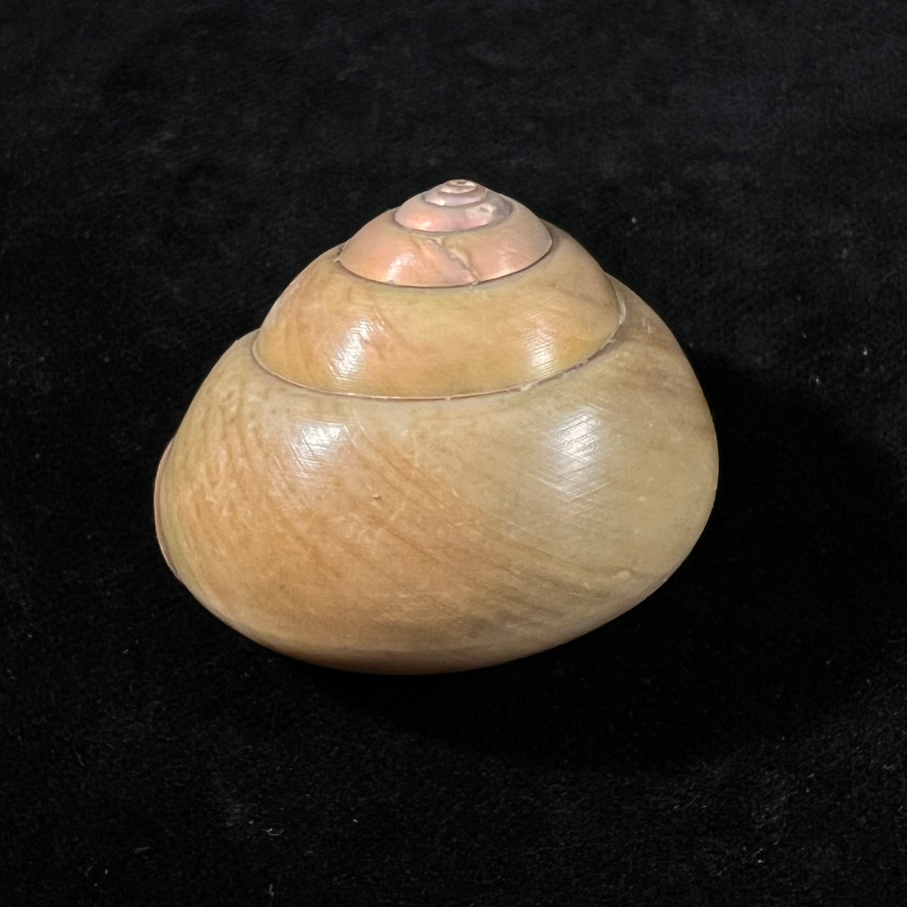 Gaza olivacea Quinn, 1991 - 42,3mm