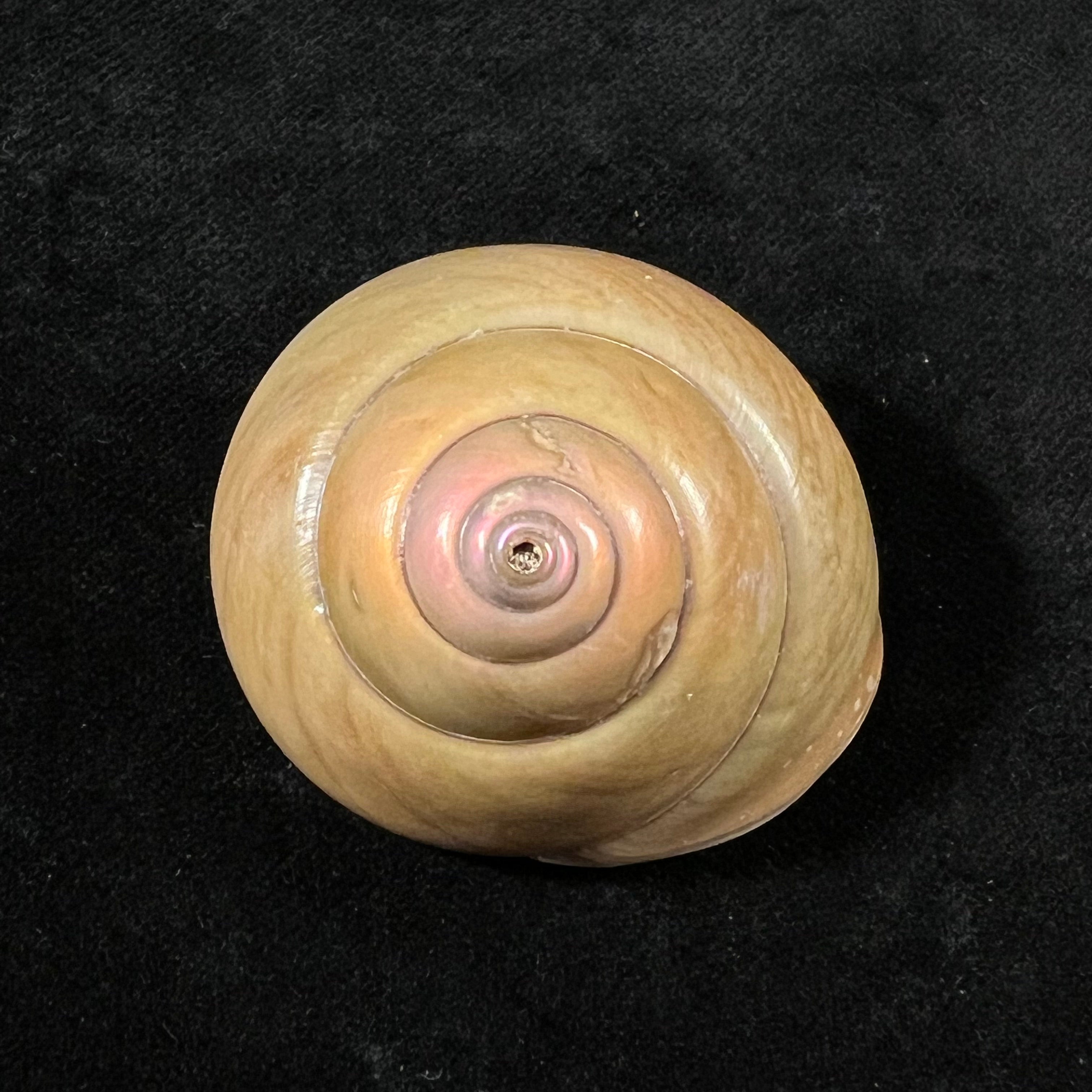 Gaza olivacea Quinn, 1991 - 42,3mm