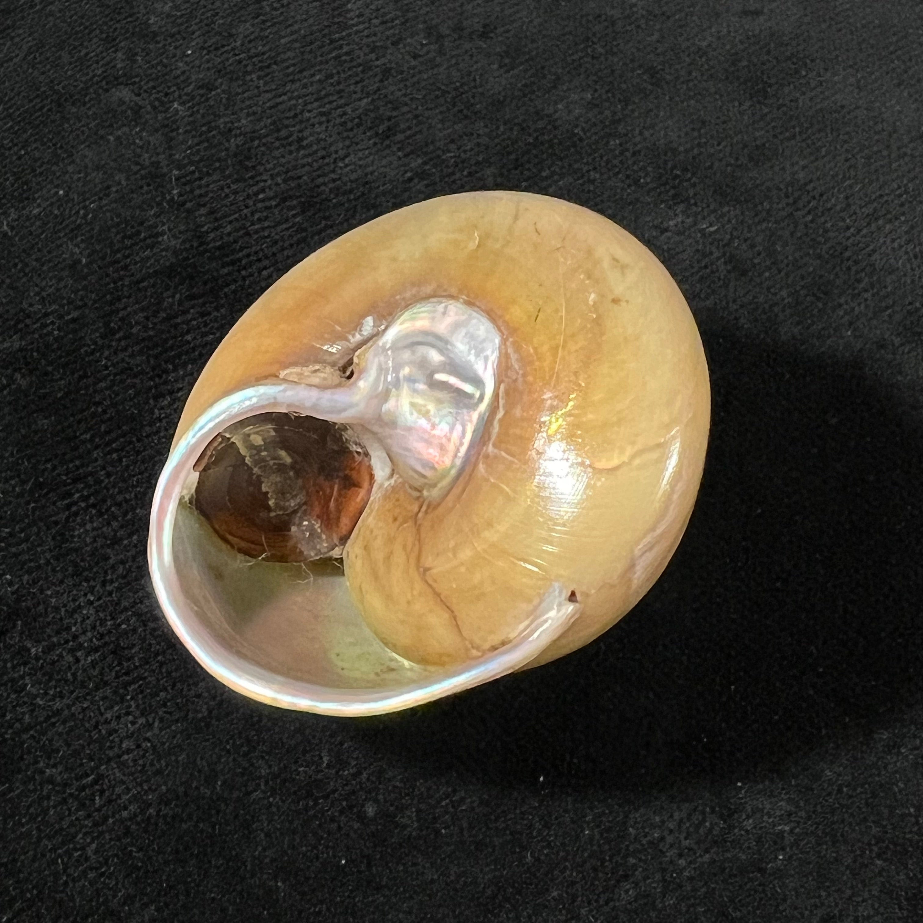 Gaza olivacea Quinn, 1991 - 42,3mm