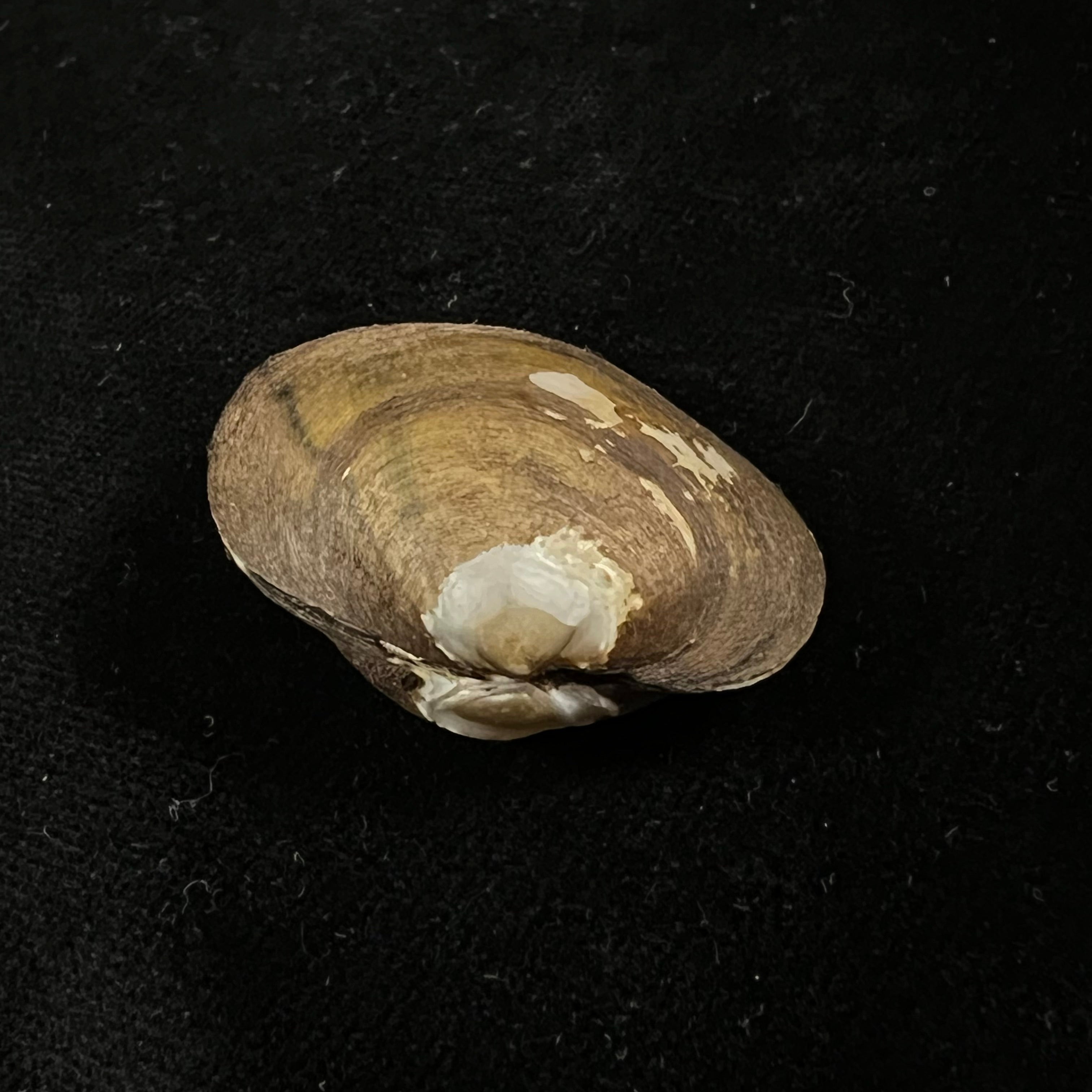 Monocondylaea paraguayana (A. d'Orbigny, 1835) - 34,8mm