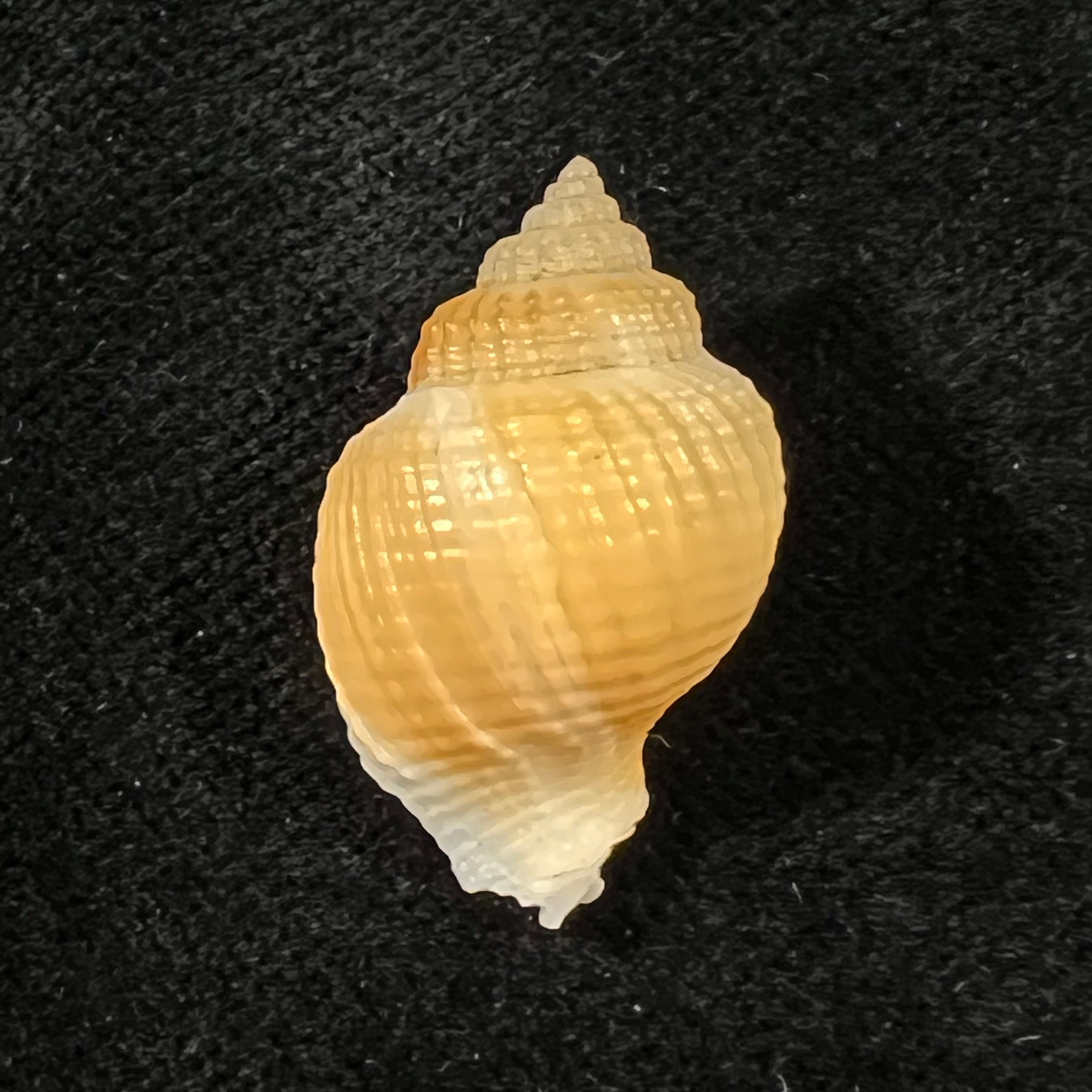 Cancellaria sp - 26mm